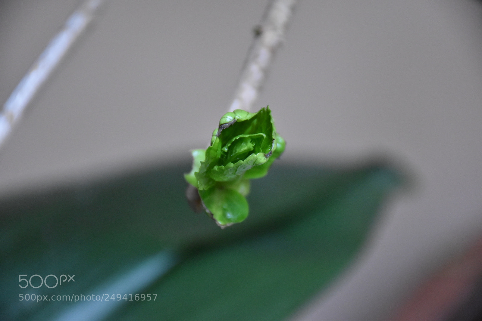 Nikon D5600 sample photo. Untitled photography