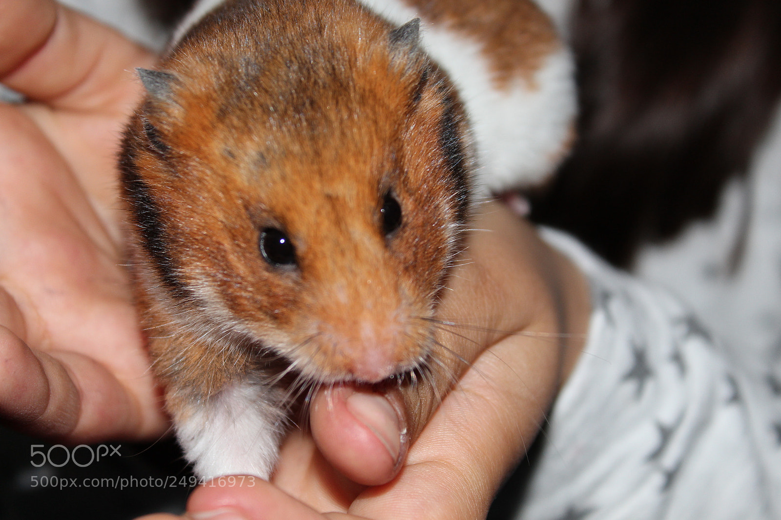 Canon EF-S 18-55mm F3.5-5.6 III sample photo. My hamster photography