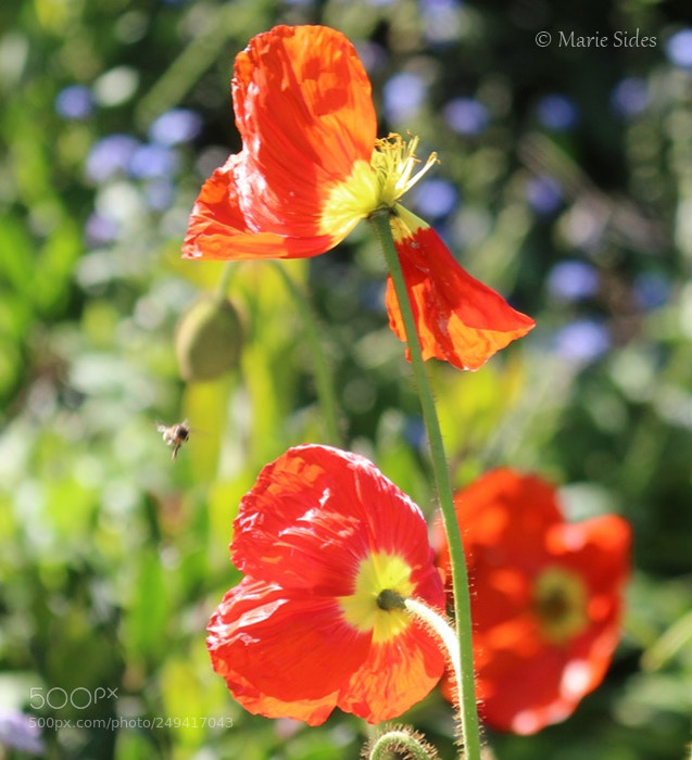 Canon EOS 100D (EOS Rebel SL1 / EOS Kiss X7) sample photo. Poppies photography