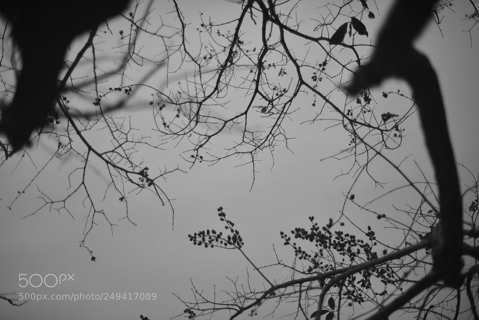 Nikon D610 sample photo. Treeinsky photography