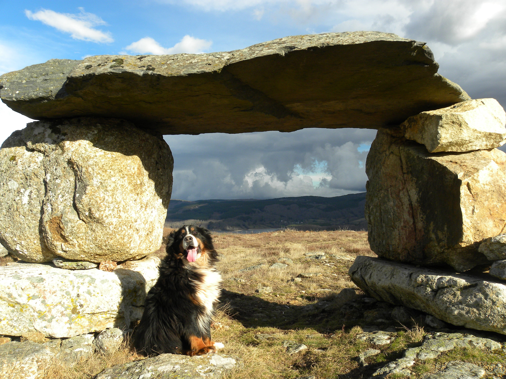 Nikon Coolpix P90 sample photo. Bernese mountain dog photography