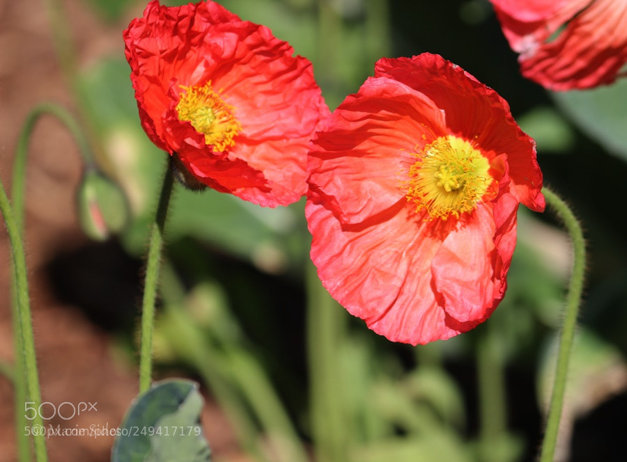 Canon EOS 100D (EOS Rebel SL1 / EOS Kiss X7) sample photo. Poppies photography
