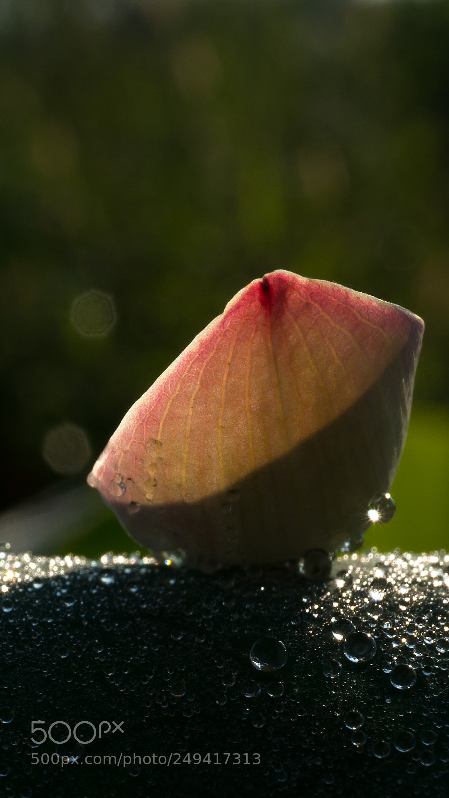 Sony Alpha NEX-6 sample photo. 荷花 photography