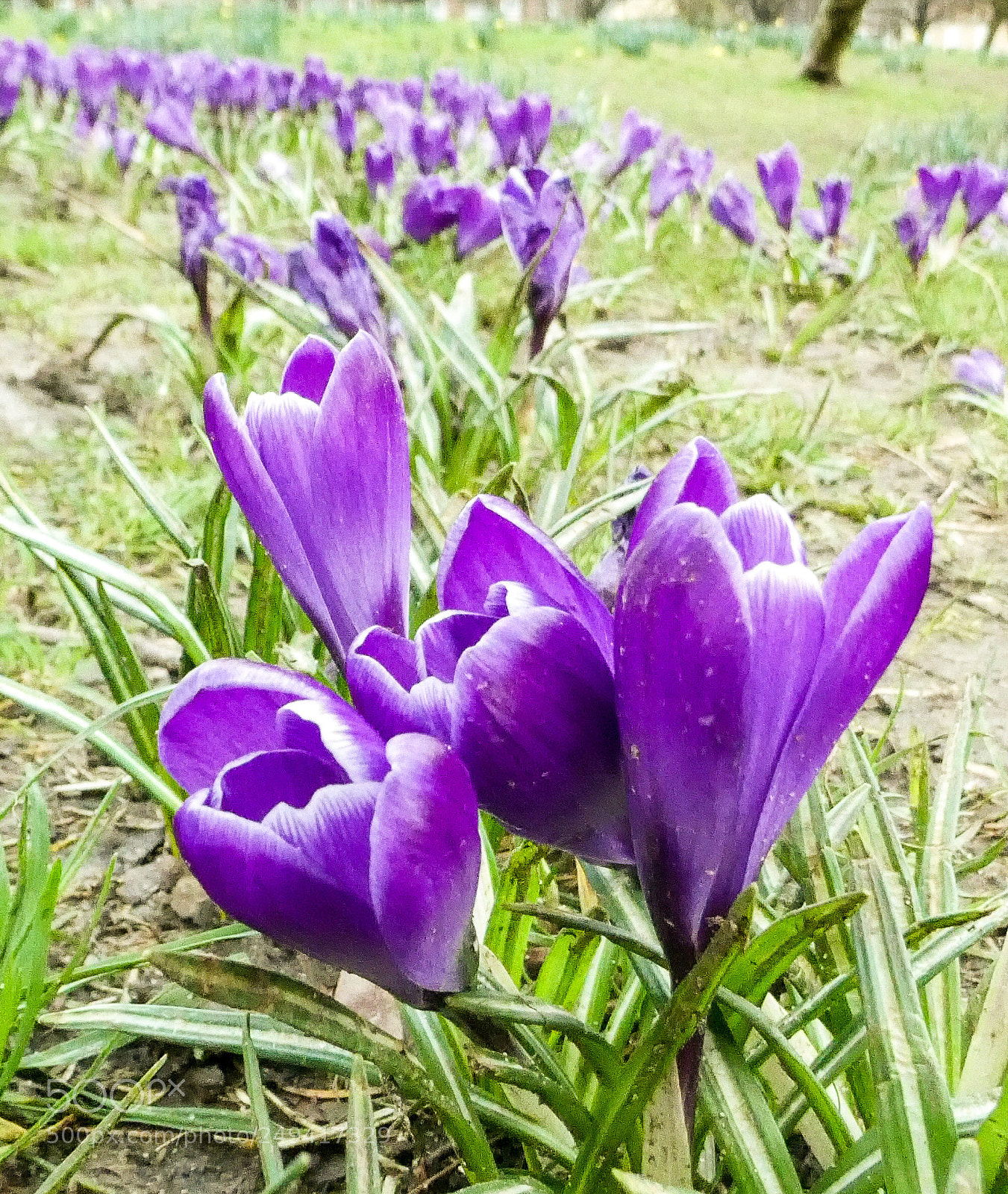 Panasonic Lumix DC-ZS70 (Lumix DC-TZ90) sample photo. Purple crocus photography