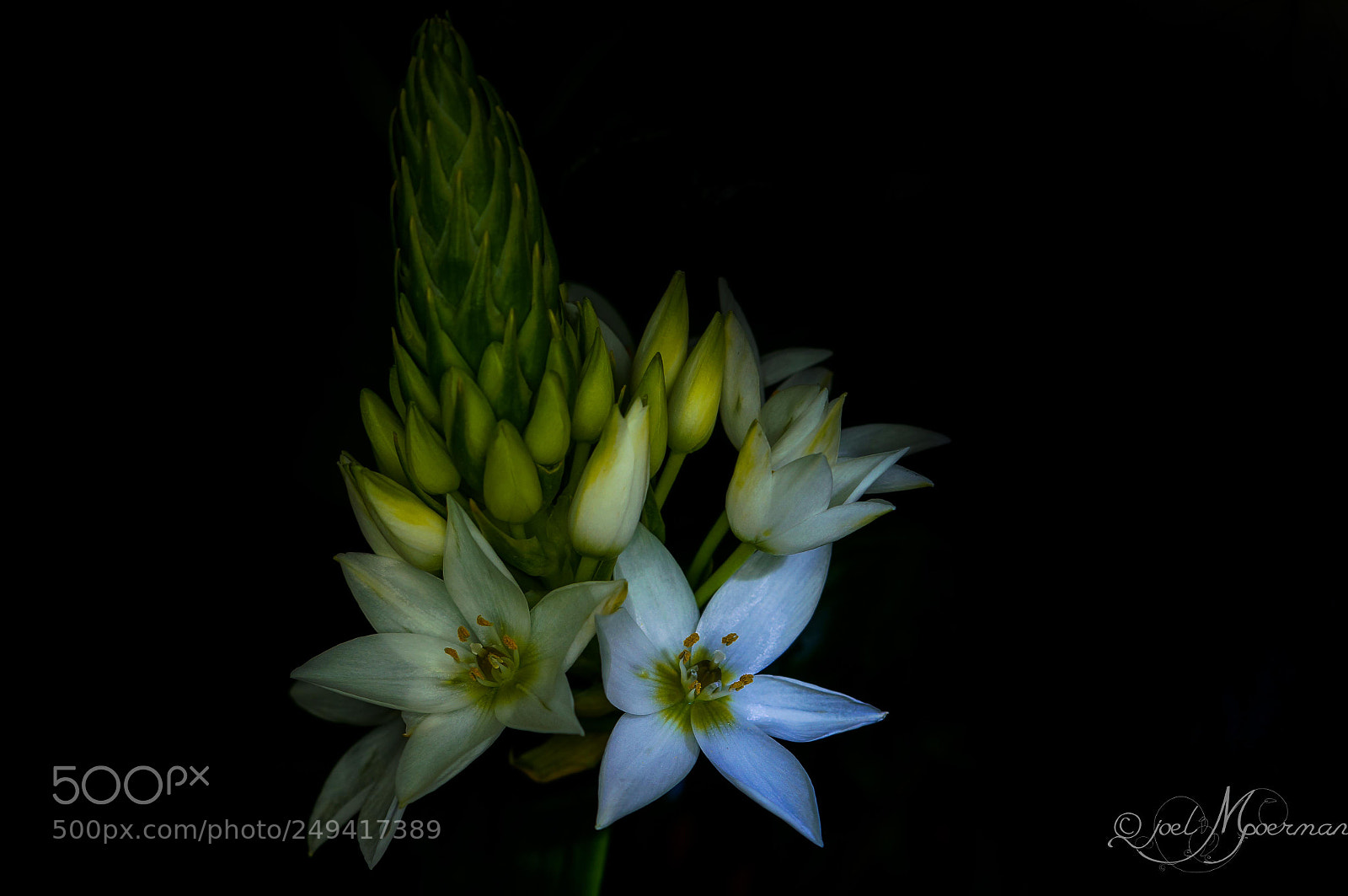 Sony SLT-A57 sample photo. Flowers ! photography