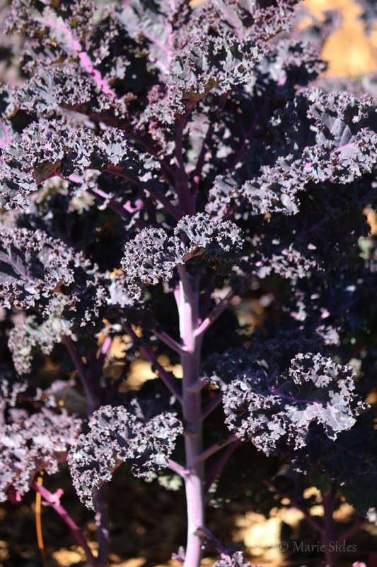 Canon EOS 100D (EOS Rebel SL1 / EOS Kiss X7) sample photo. Purple kale photography