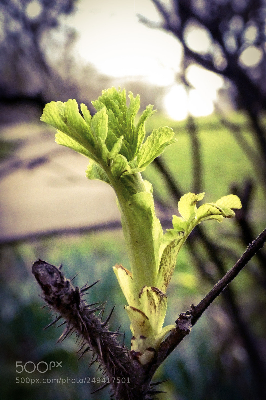Panasonic Lumix DC-ZS70 (Lumix DC-TZ90) sample photo. Spring is on its photography