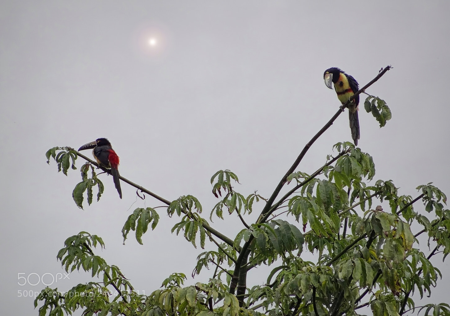 Sony Cyber-shot DSC-HX100V sample photo. Collared aracari photography