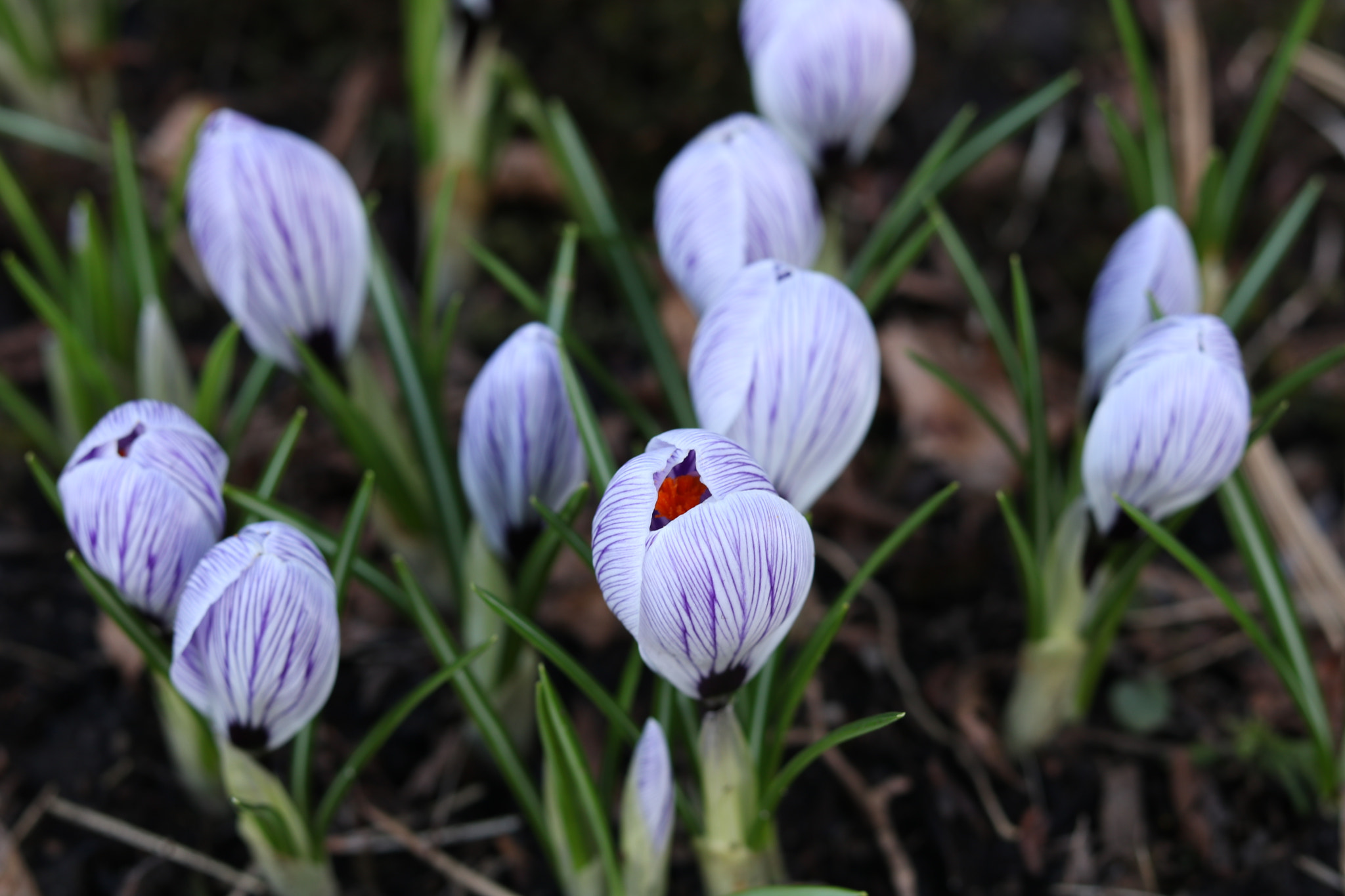 Canon EOS 750D (EOS Rebel T6i / EOS Kiss X8i) sample photo. Spring has finally sprung. photography