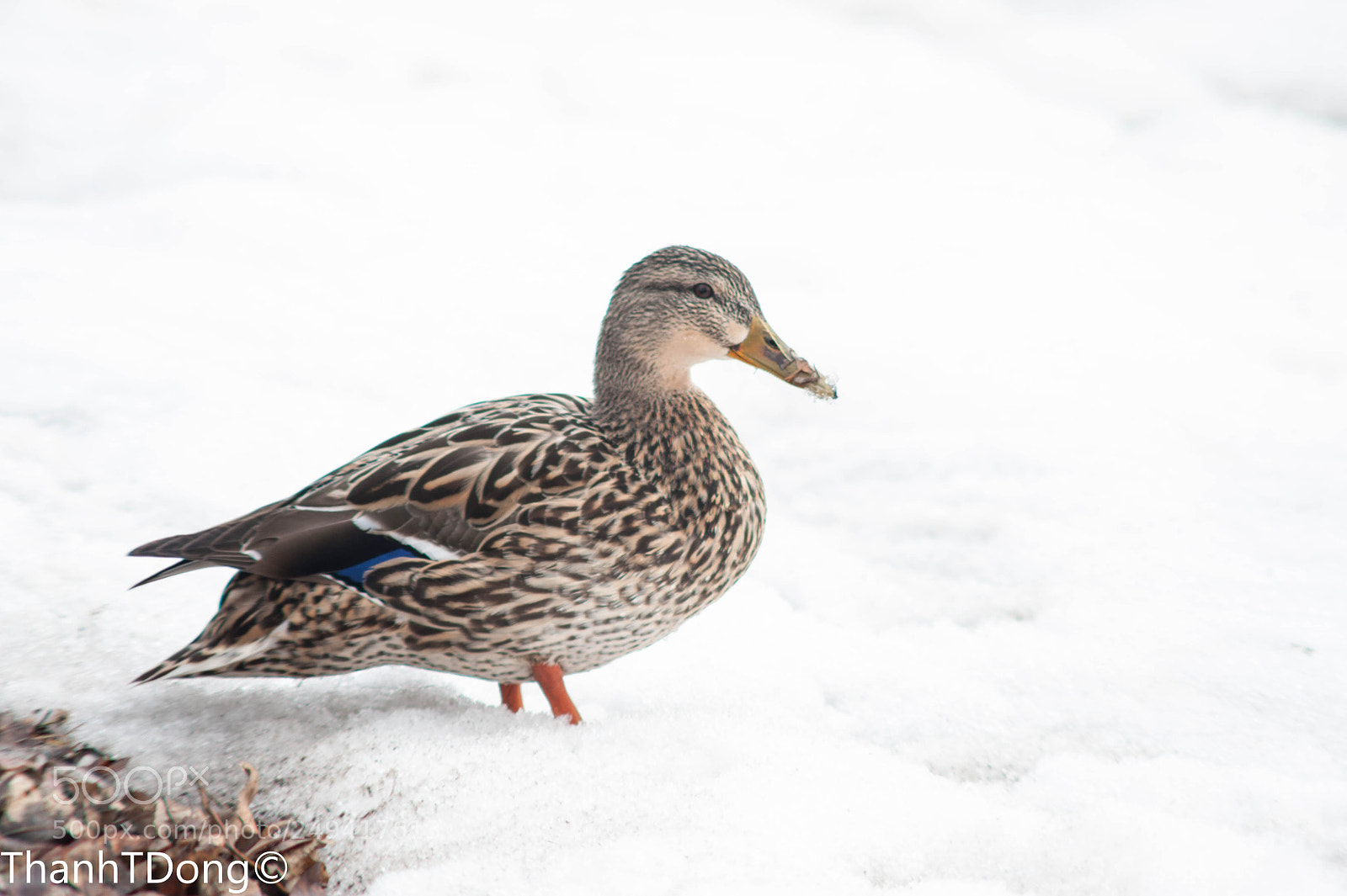 Nikon D700 sample photo. Mallard in spring snow photography