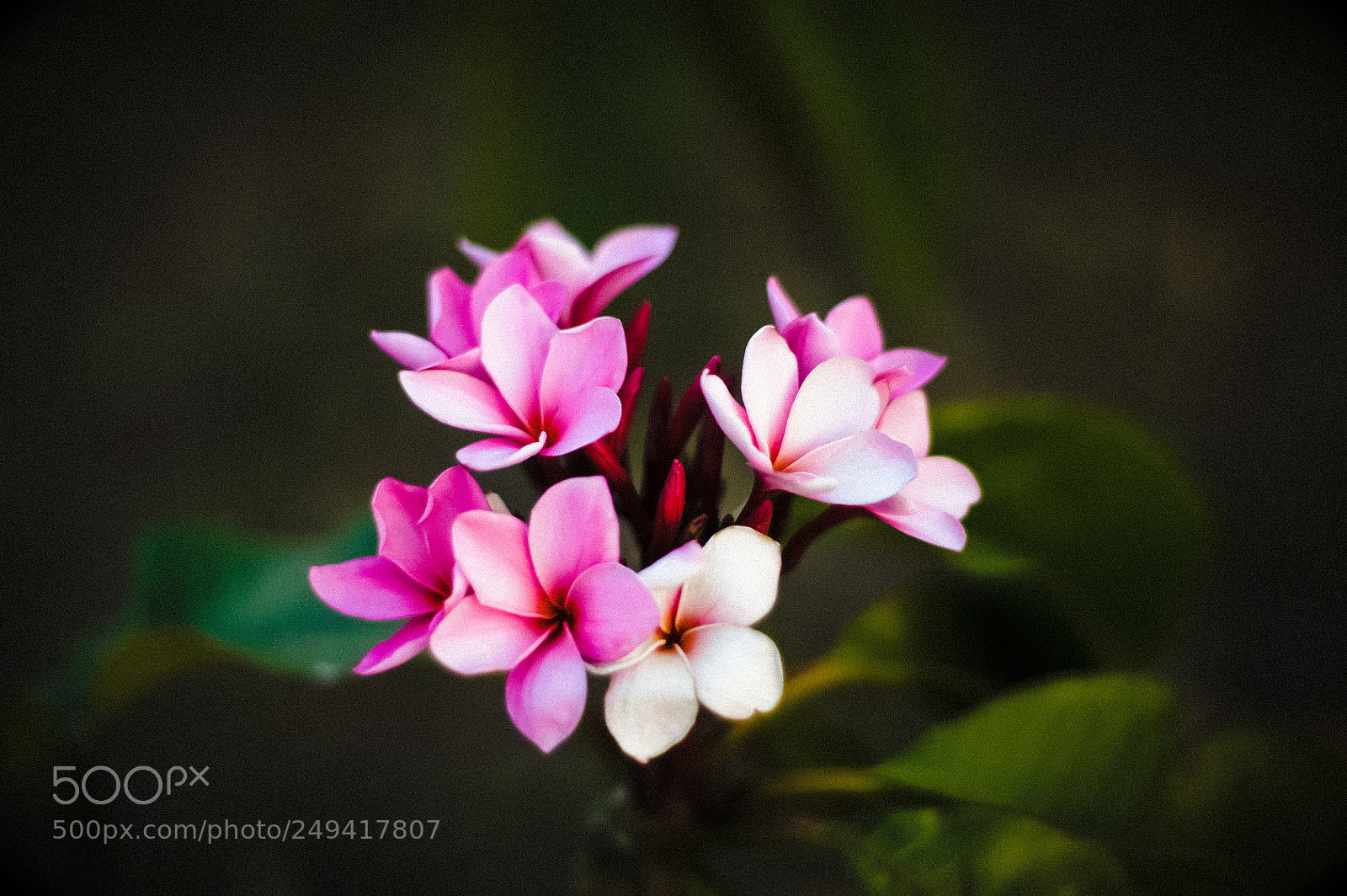 Nikon D3200 sample photo. Flores en la oscuridad photography