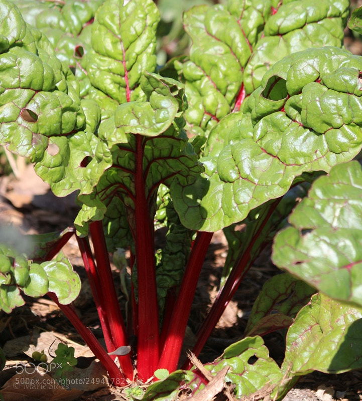 Canon EOS 100D (EOS Rebel SL1 / EOS Kiss X7) sample photo. Swiss chard photography