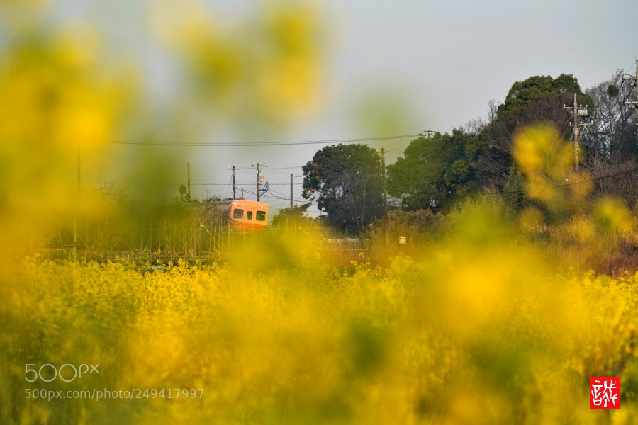 Sony a7R III sample photo. Kominato railway 0315 photography