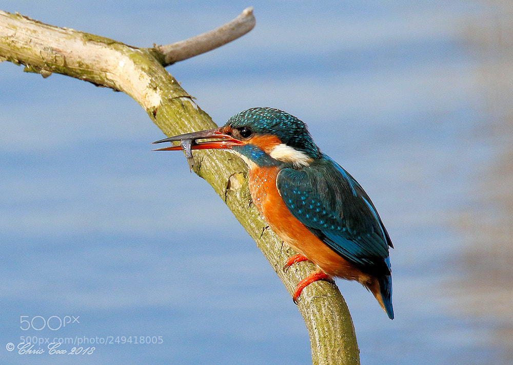 Canon EOS 7D Mark II sample photo. Kingfisher photography