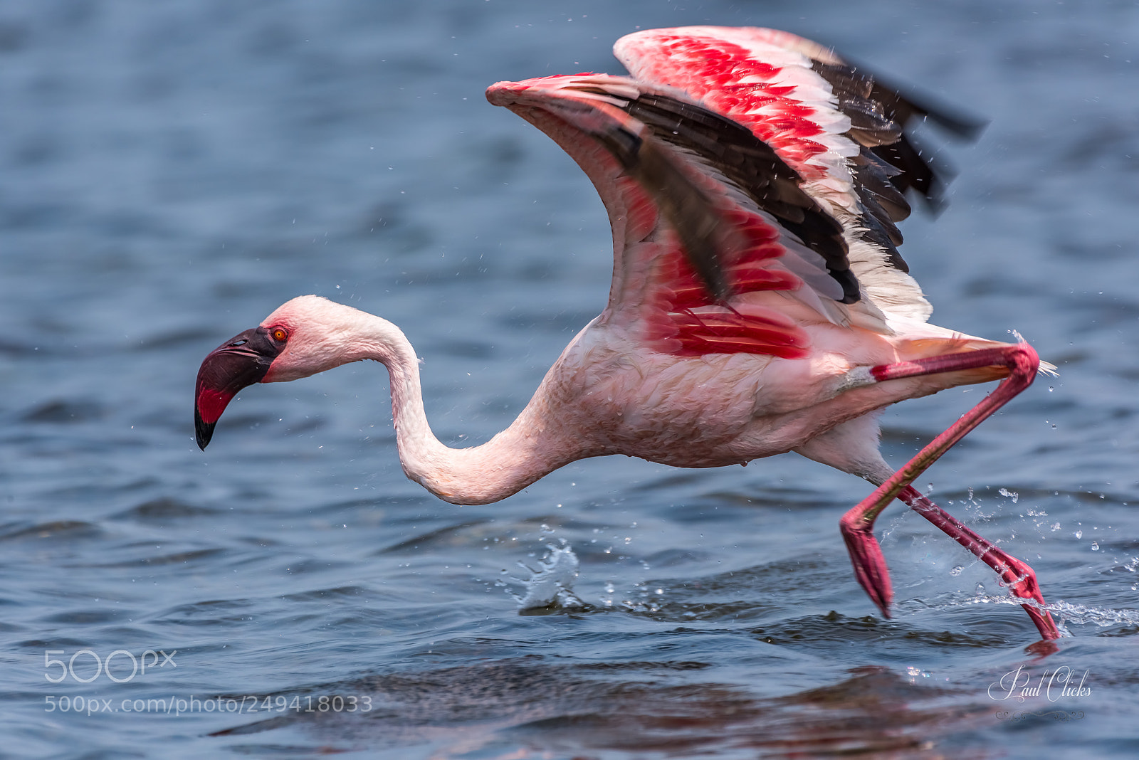 Nikon D810 sample photo. Lesser flamingo take off photography