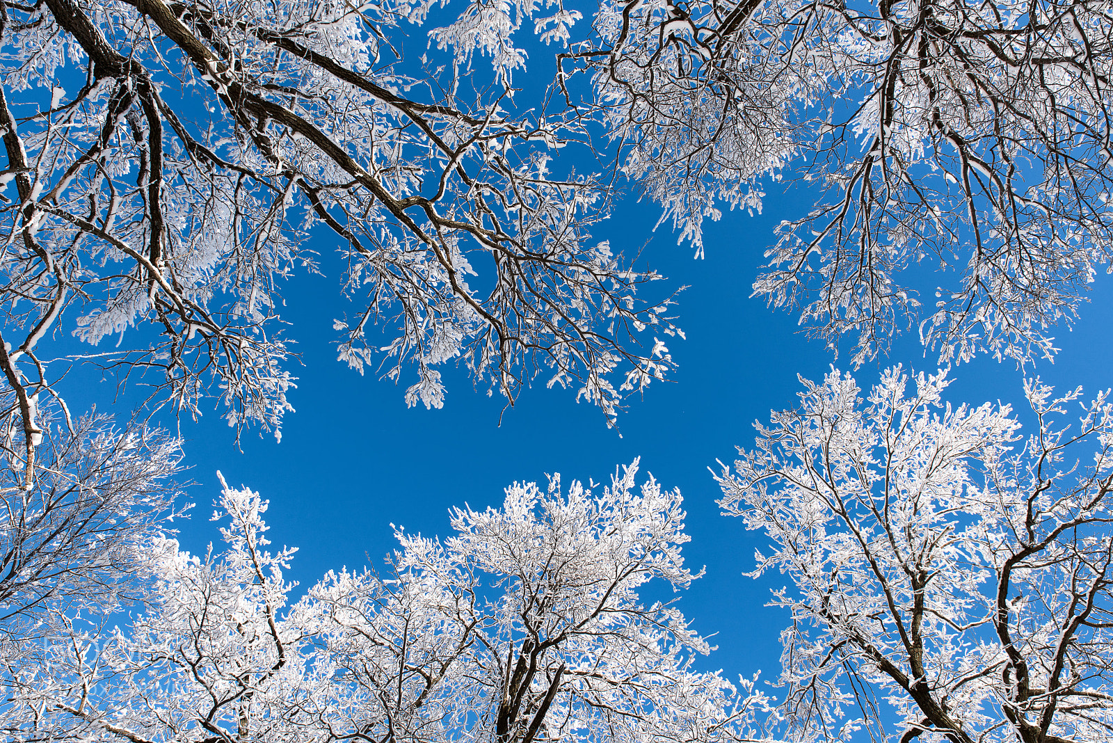 Nikon D810 sample photo. Snow-covered branches on the photography