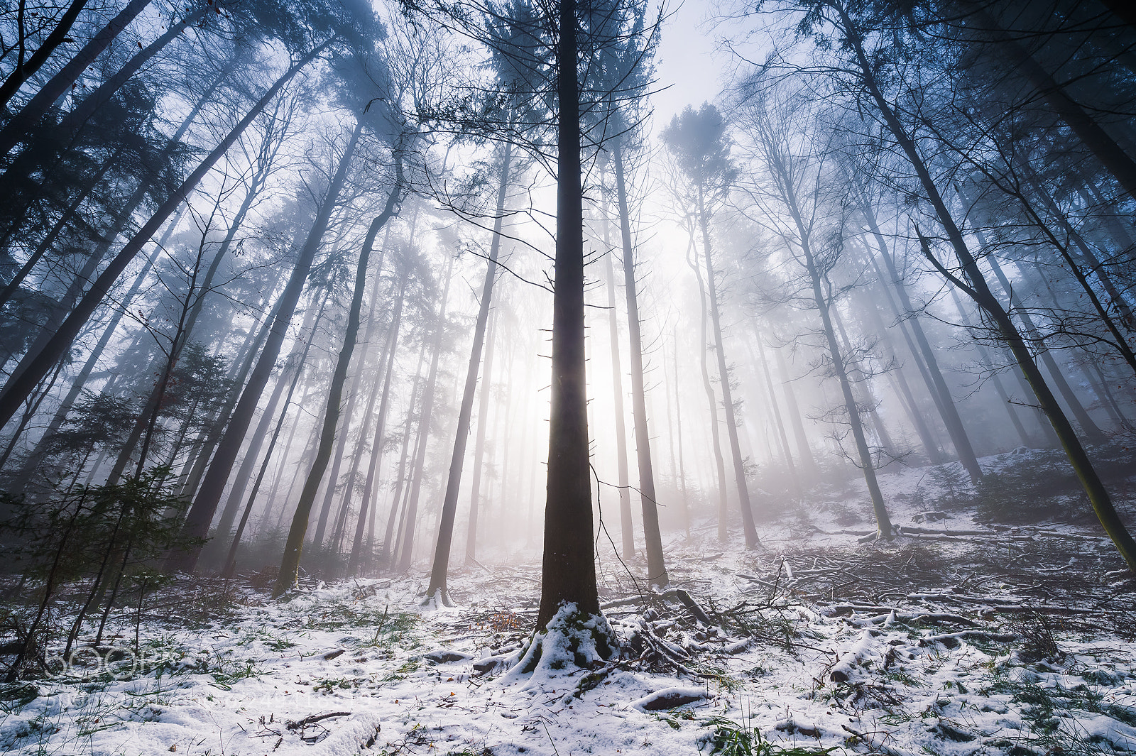 Nikon Df sample photo. The tree leader photography