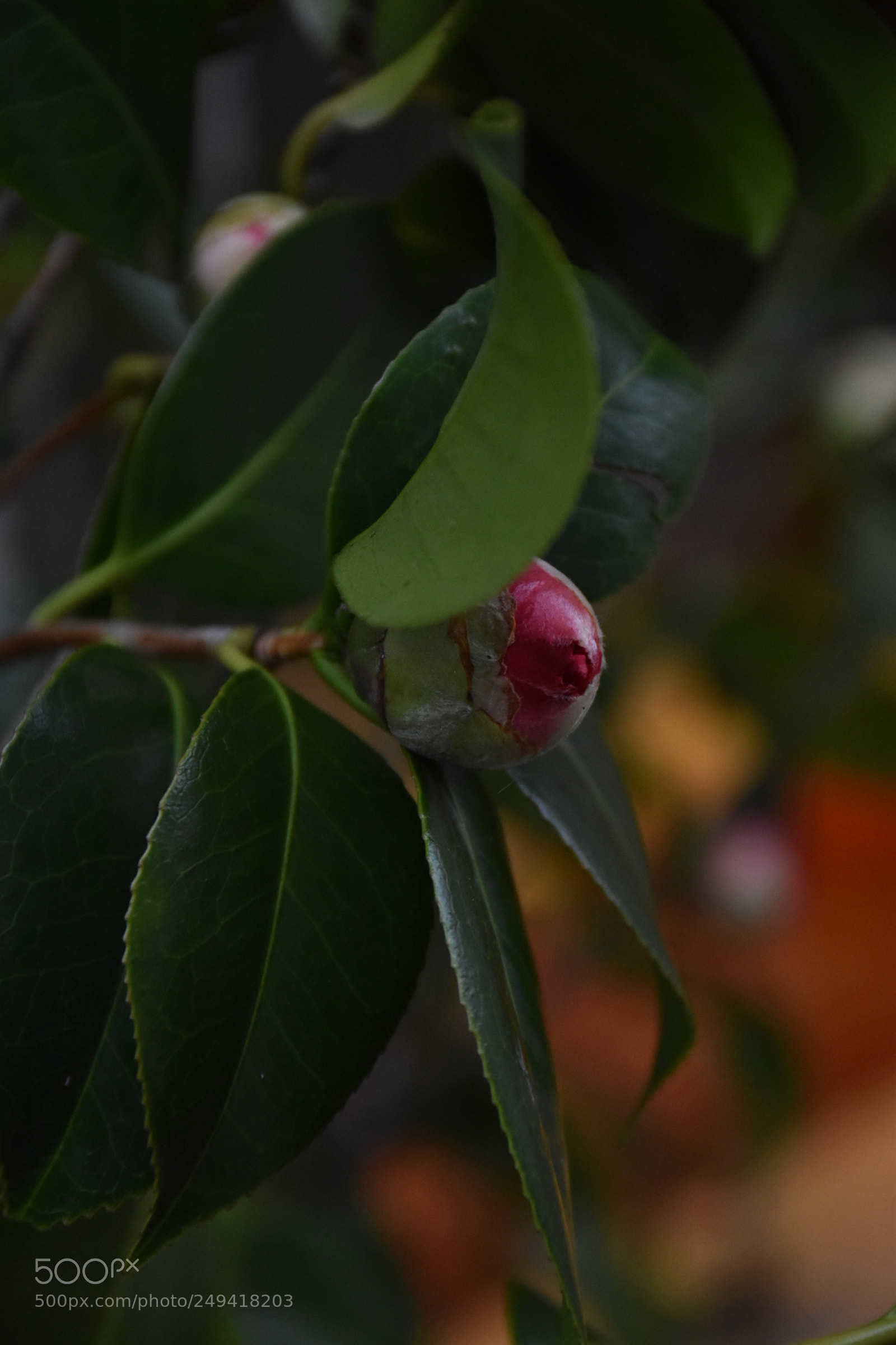 Nikon D5600 sample photo. Untitled photography