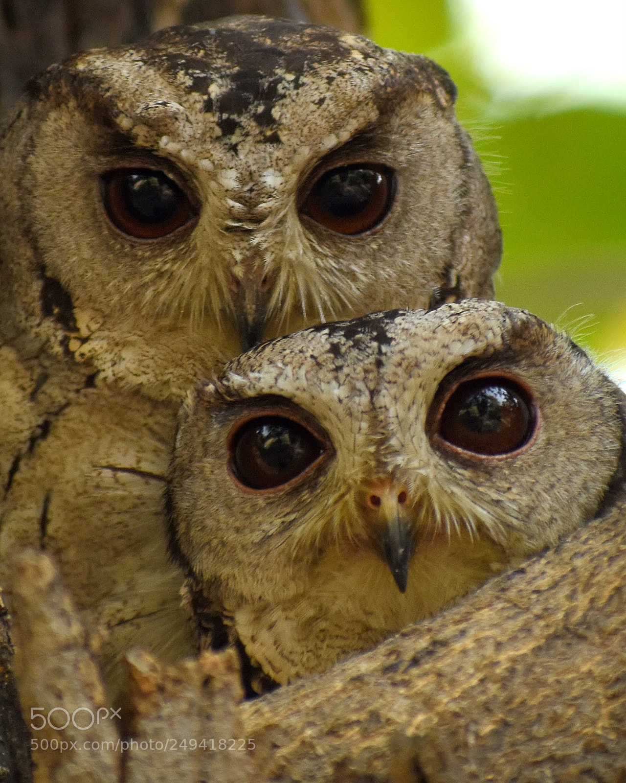 Nikon D7200 sample photo. Scops owl's photography