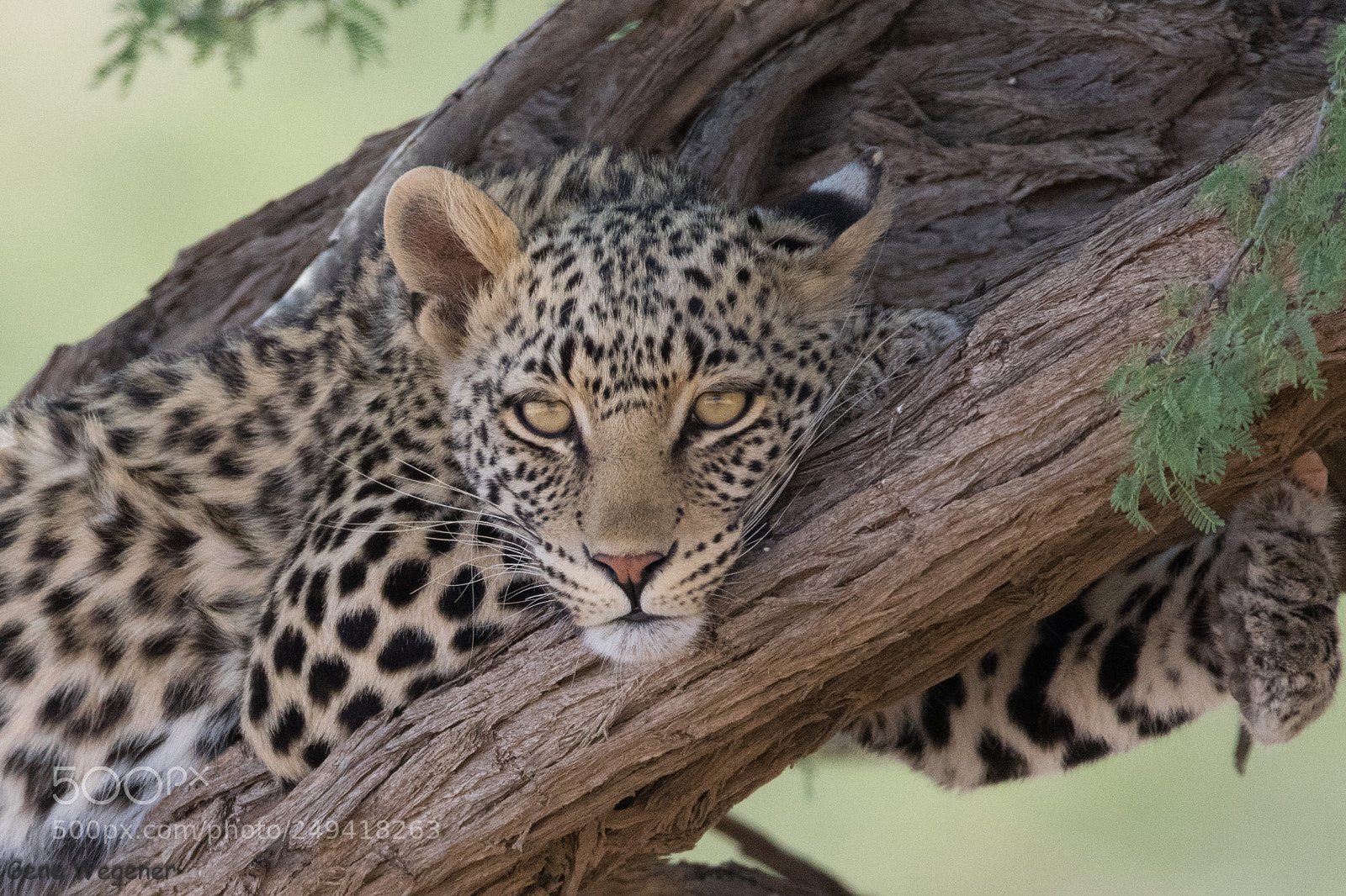 Nikon D5300 sample photo. Bigcat photography
