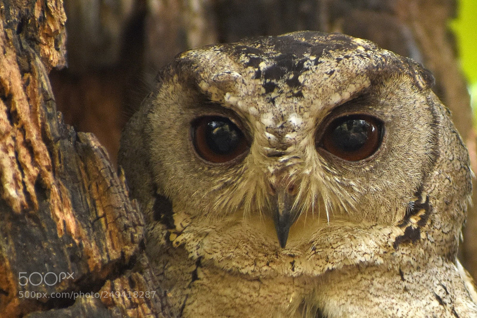 Nikon D7200 sample photo. Scops owl photography