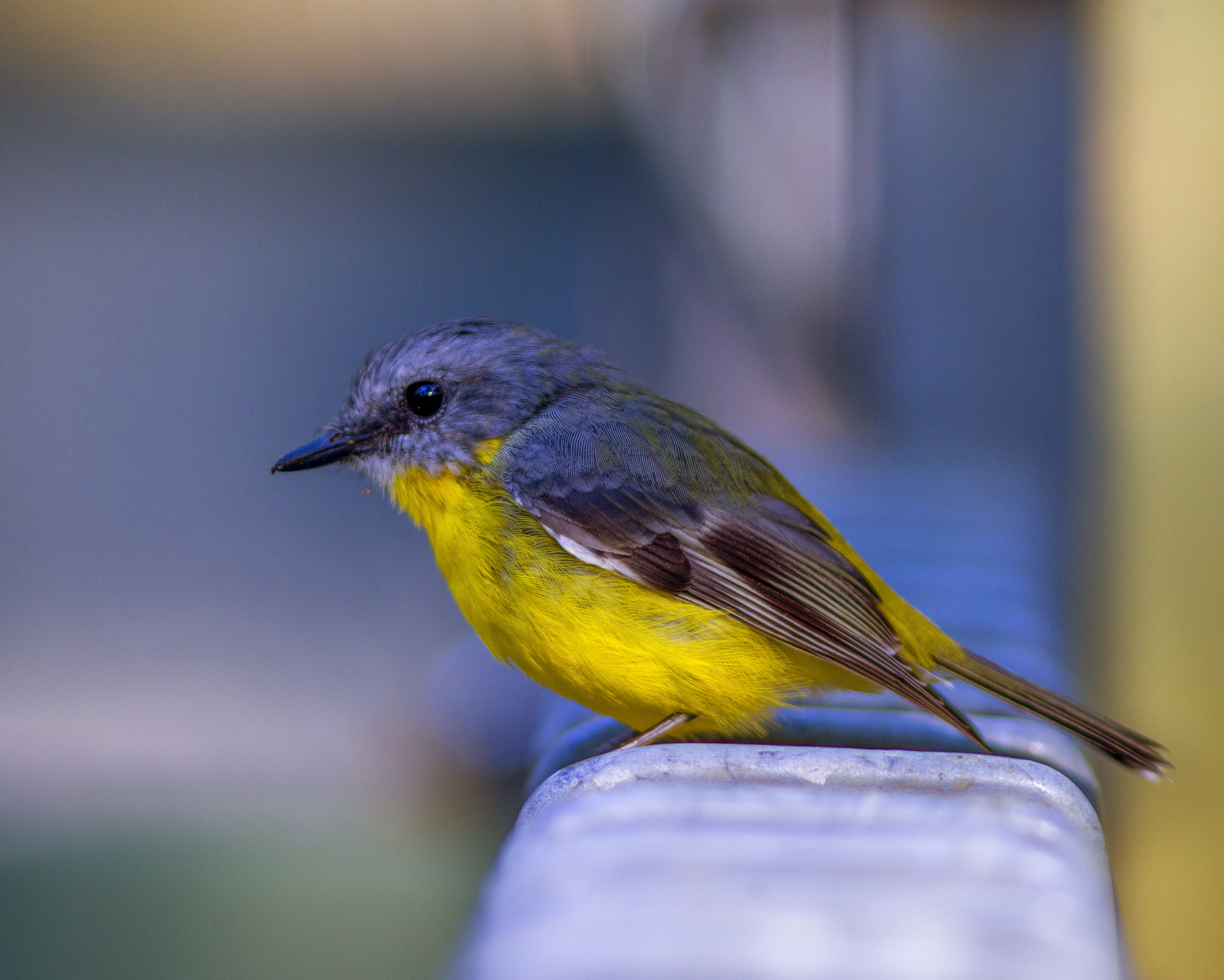 Canon EOS-1D C sample photo. The eastern yellow robin photography
