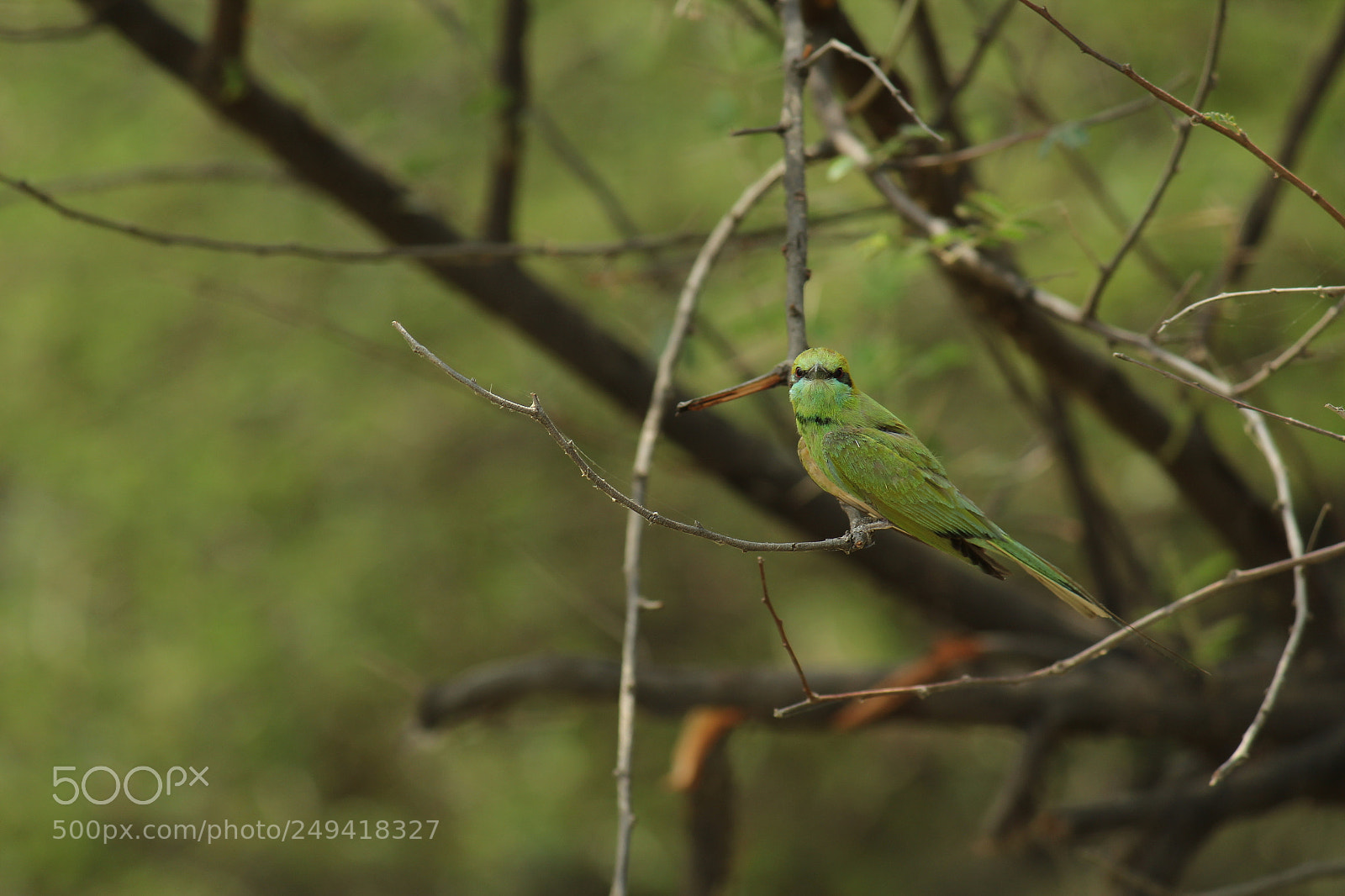 Canon EF-S 55-250mm F4-5.6 IS II sample photo. Blue tailed bee eater photography