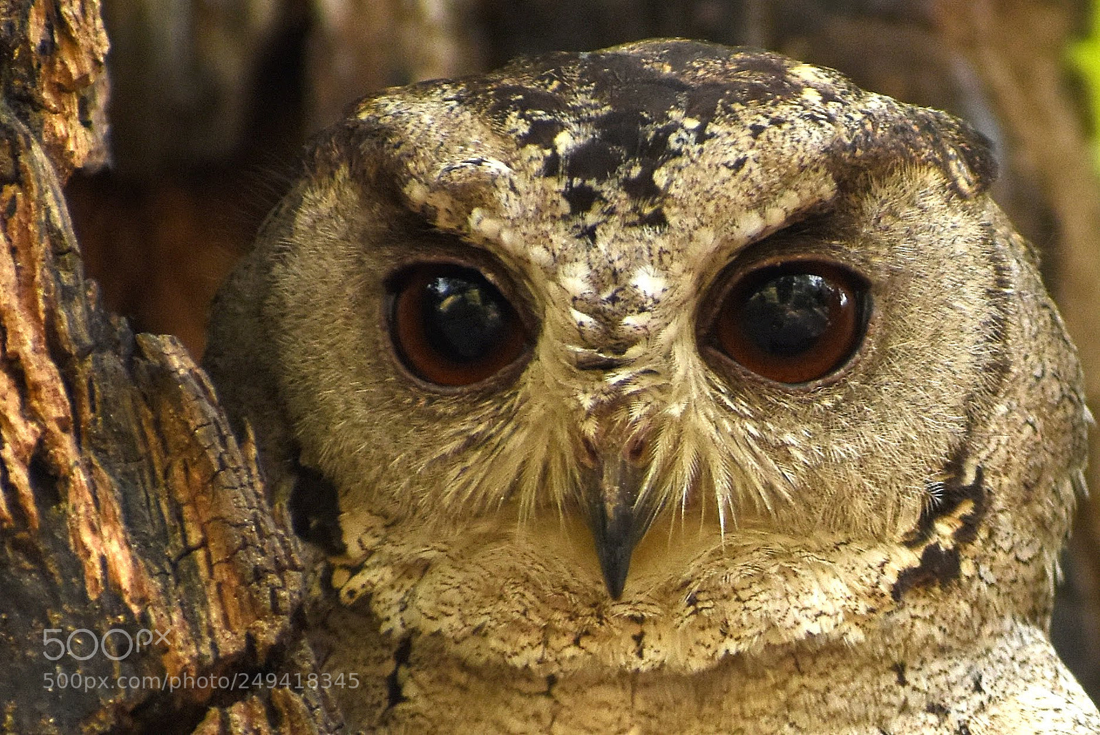 Nikon D7200 sample photo. Scops owl photography