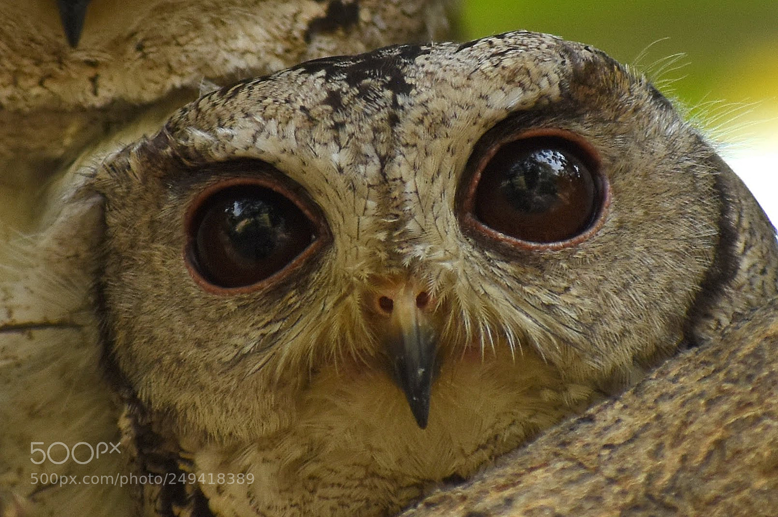 Nikon D7200 sample photo. Scops owl photography