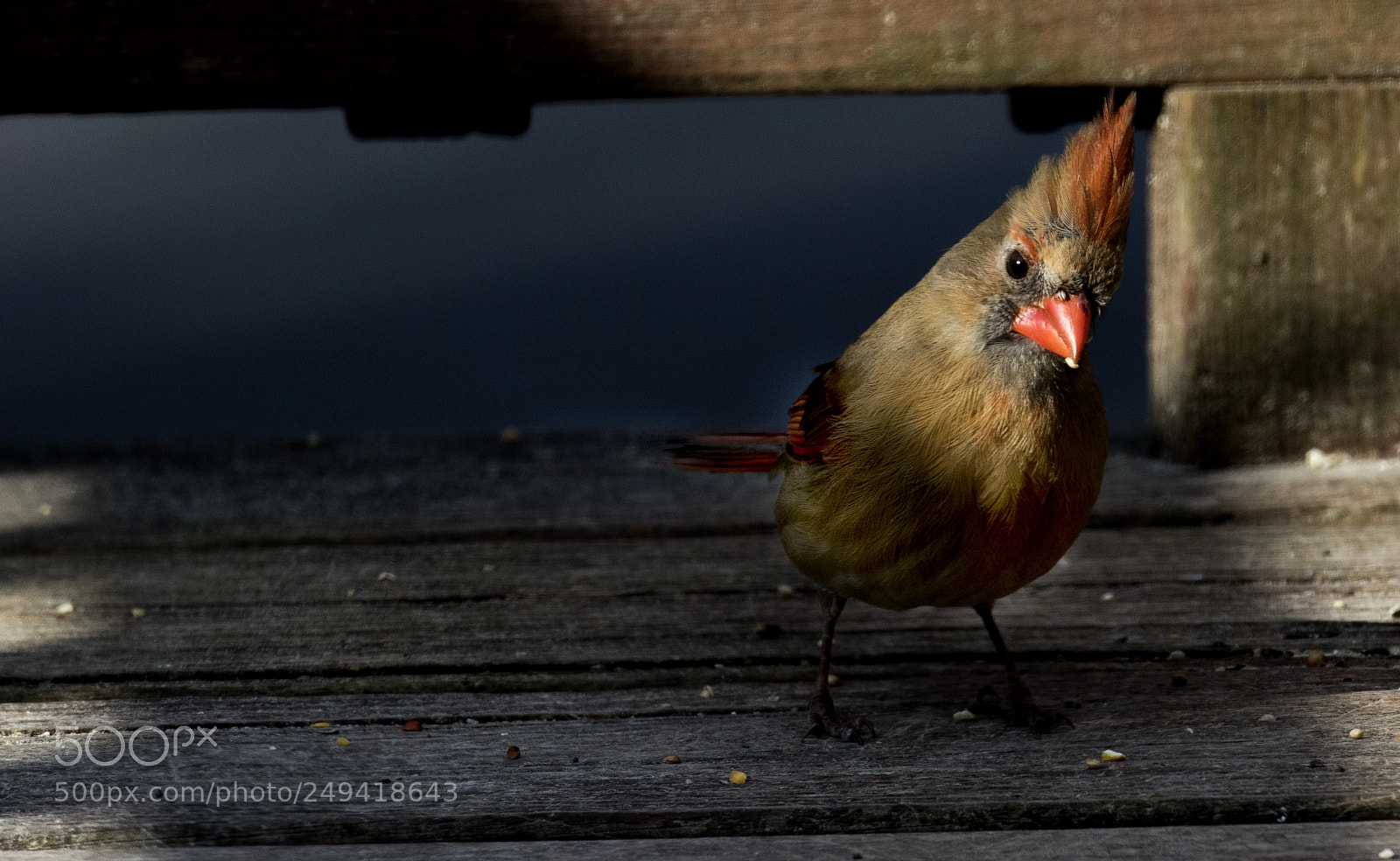 Canon EOS 7D Mark II sample photo. Female in the shadows photography