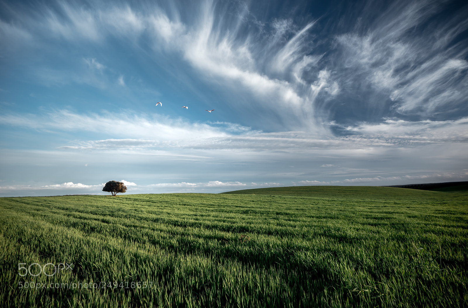 Sony a7R sample photo. Freedom photography