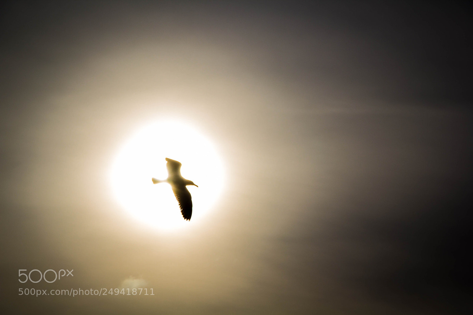 Canon EOS 60D sample photo. Seagull flying in front photography