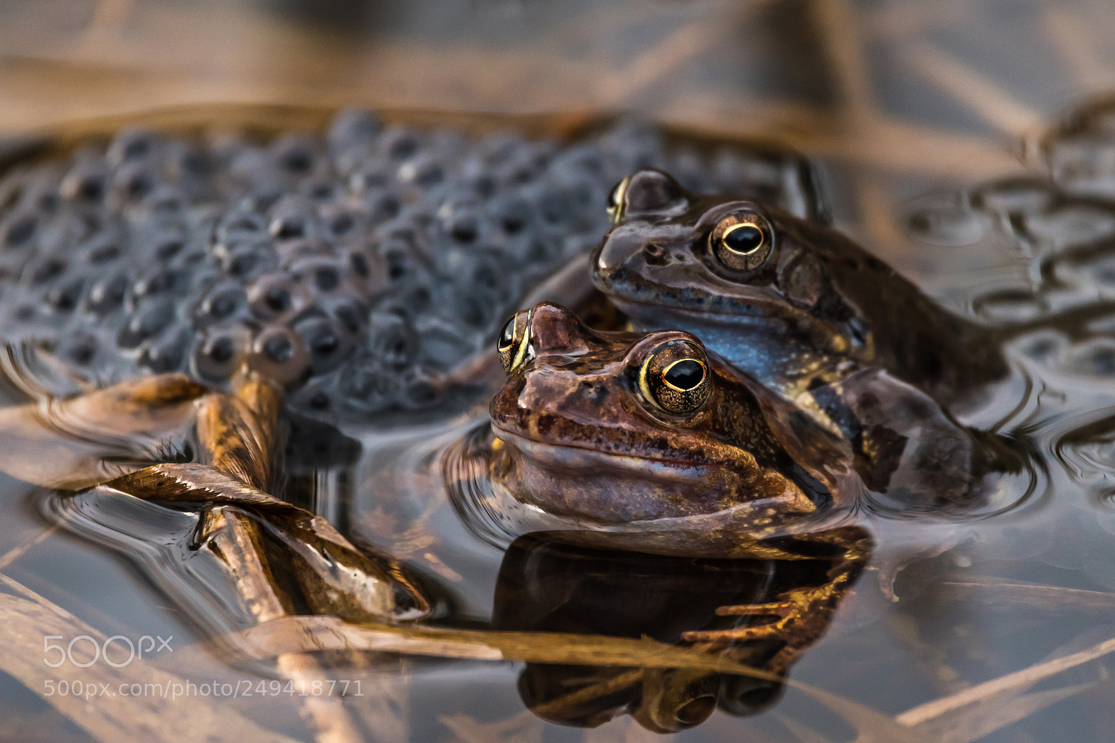Nikon D500 sample photo. Frogs are mating photography