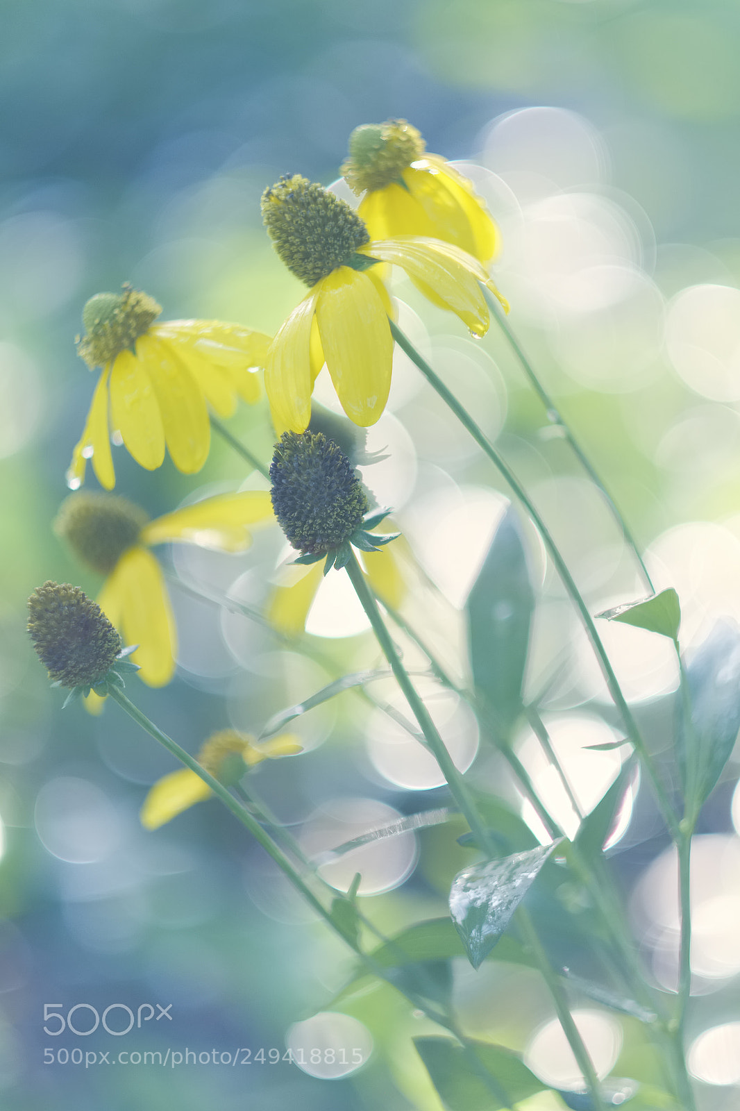 Fujifilm X-T1 sample photo. Flower softness photography
