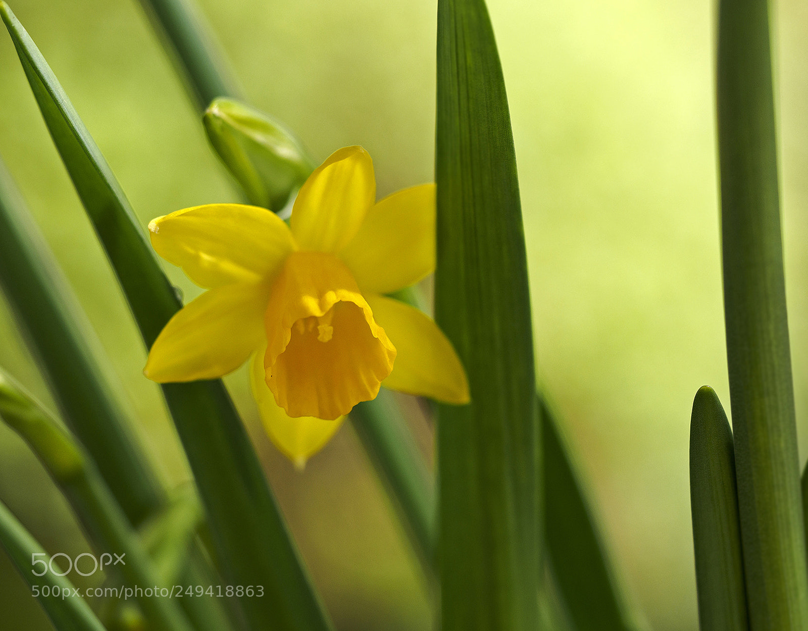 Olympus OM-D E-M5 II sample photo. Daffodils photography