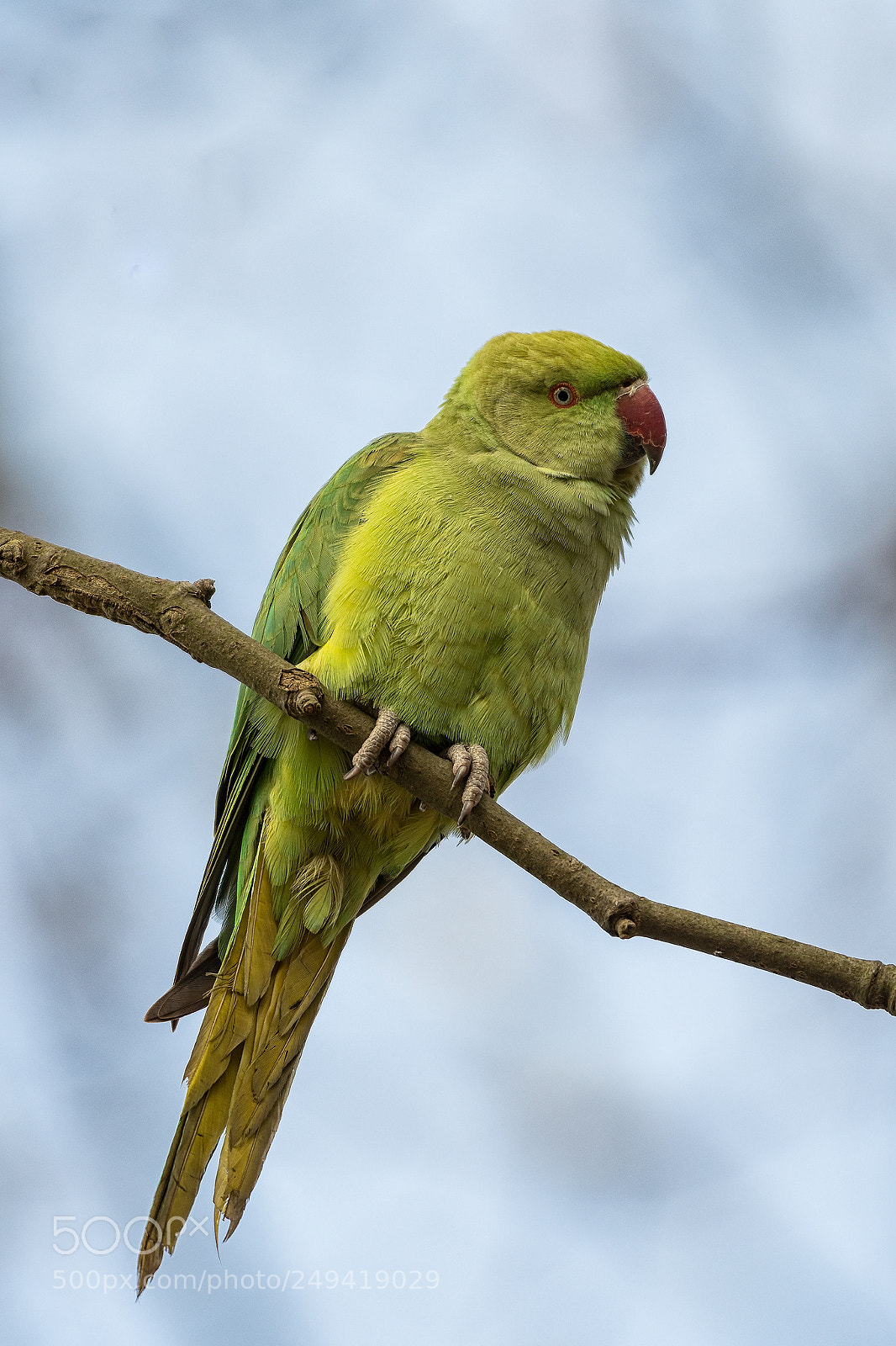 Nikon D500 sample photo. Alexandrine parakeet photography