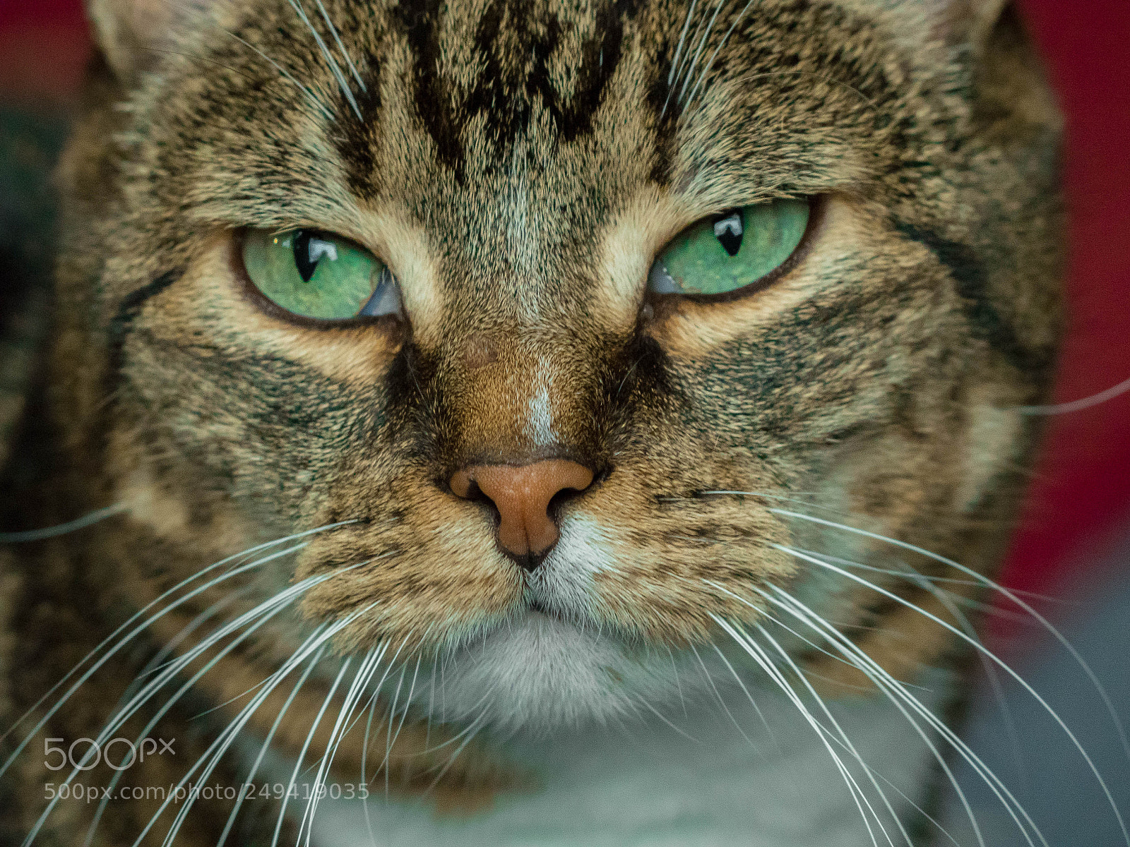 Olympus PEN E-PL7 sample photo. Dreamer. photography
