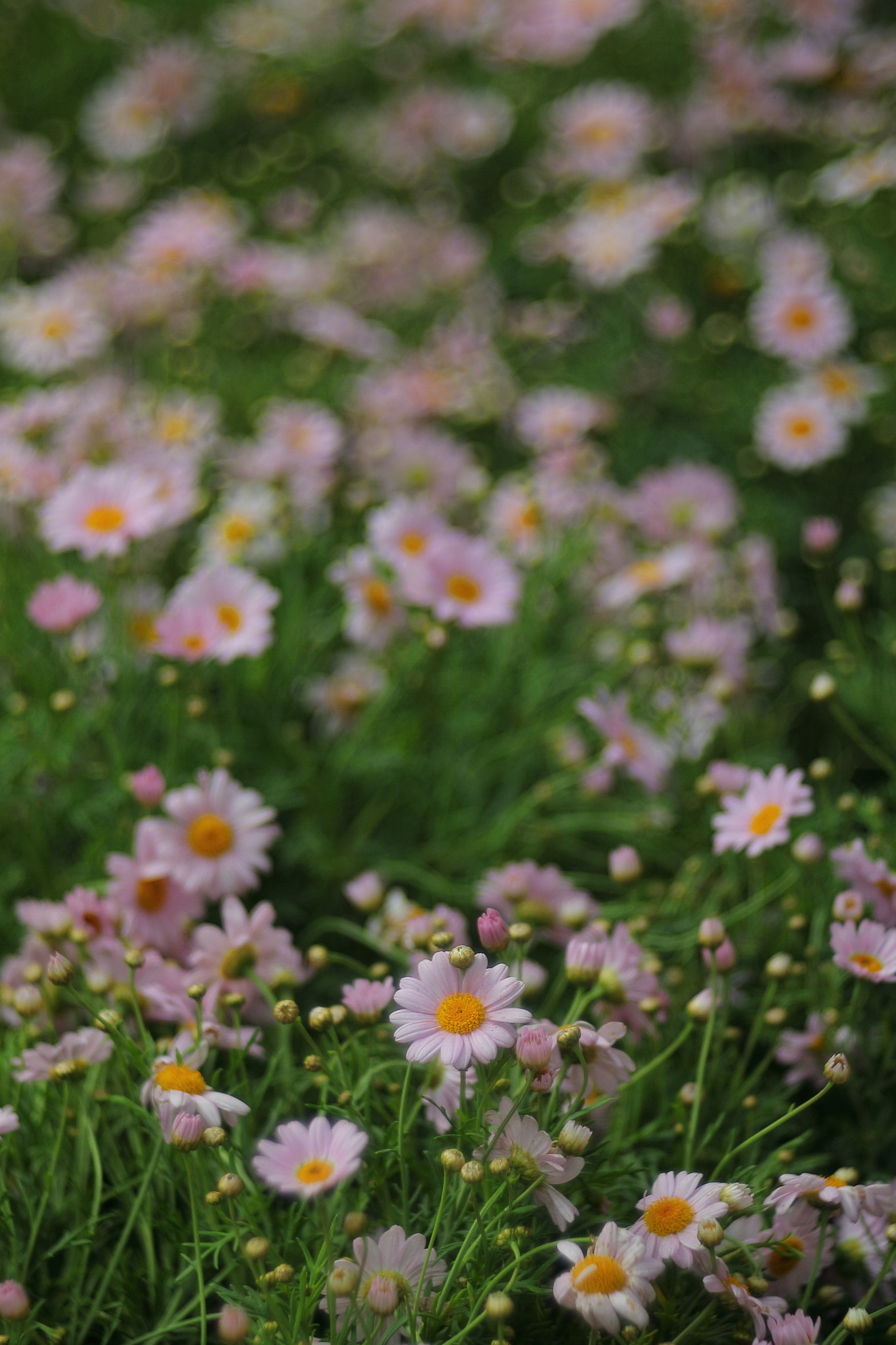 Canon 50mm sample photo. Flower photography