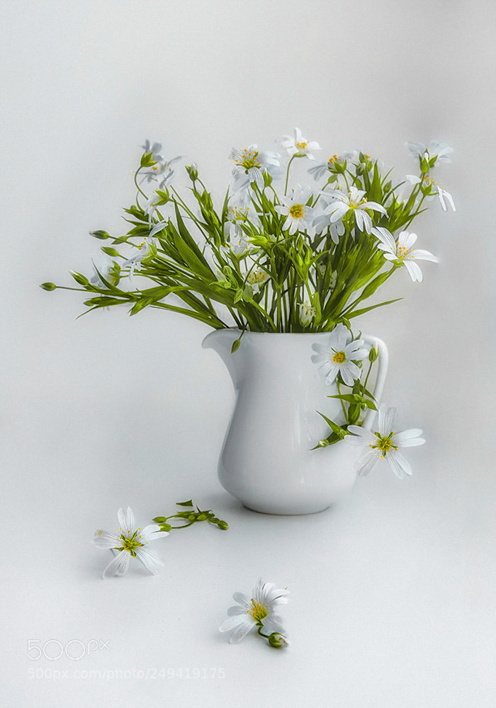 Nikon D7000 sample photo. A  little pleasure photography
