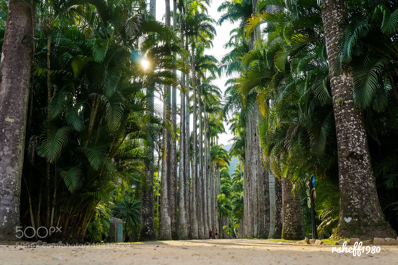 Sony Alpha NEX-5R sample photo. Botanical garden, rio photography