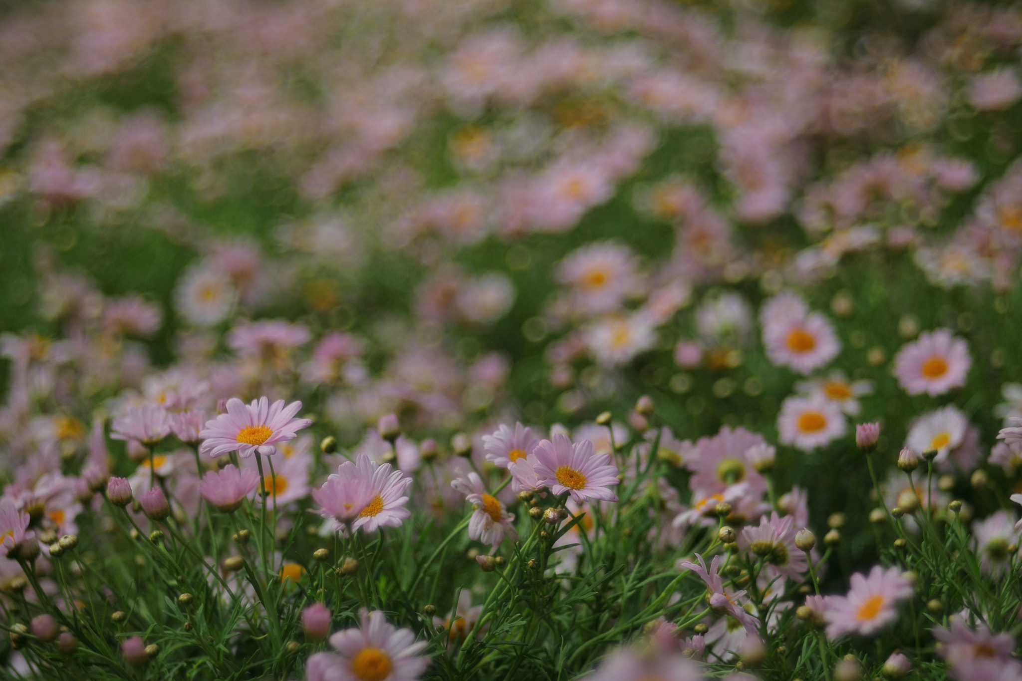 Canon 50mm sample photo. Flower photography