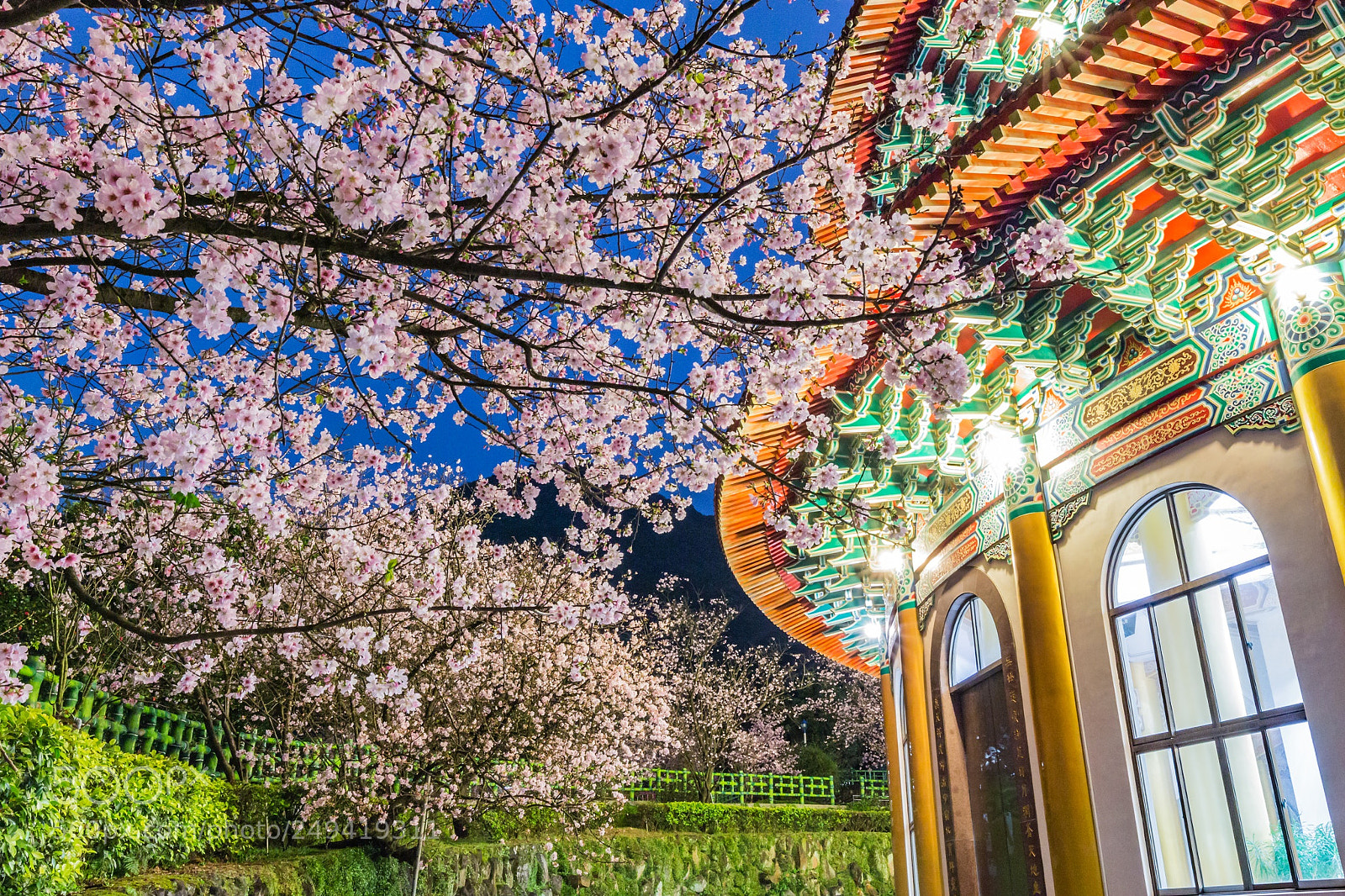 Canon EOS 70D sample photo. Cherry blossoms photography