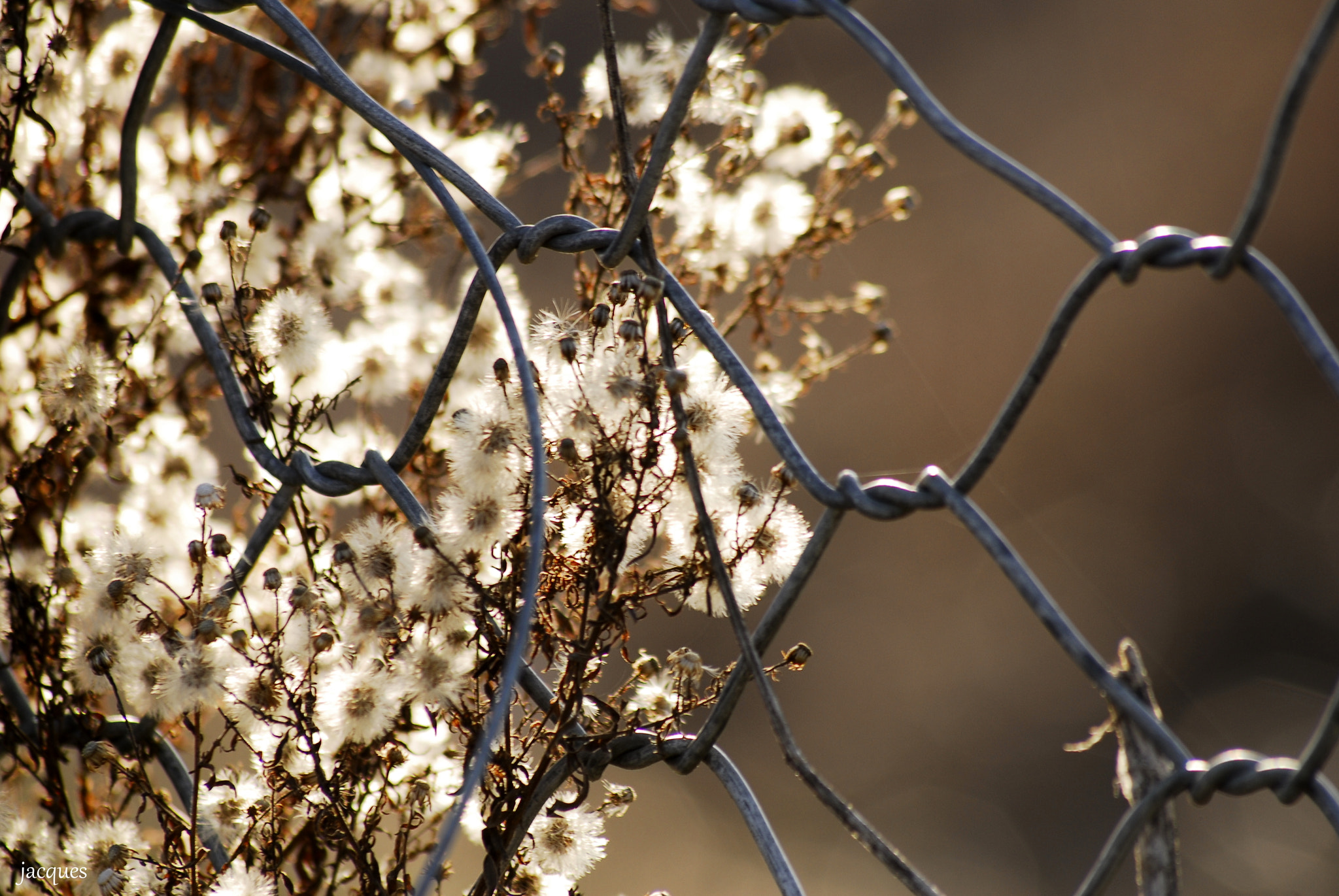 Sigma 70-300mm F4-5.6 APO DG Macro sample photo. Puffy photography