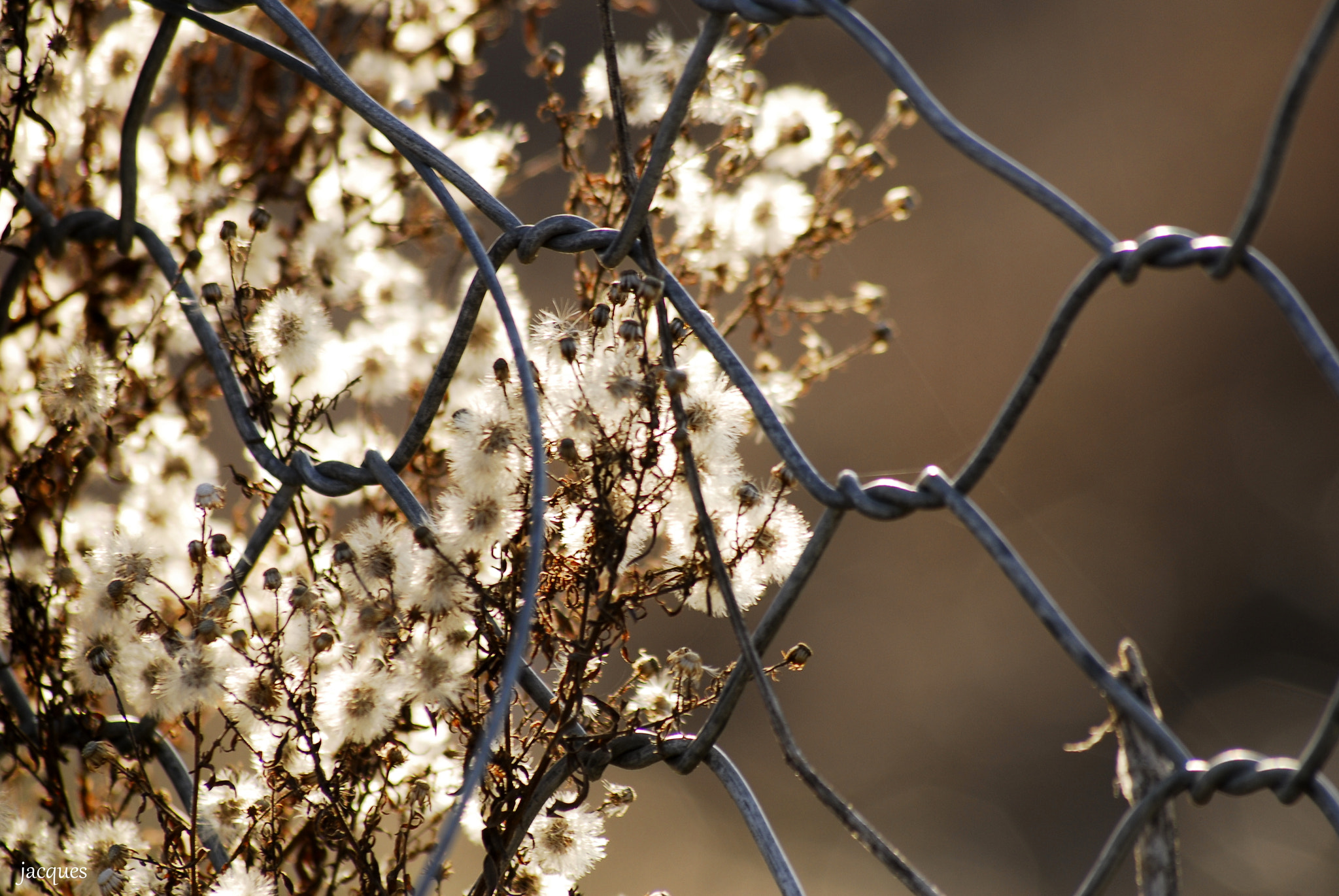 Nikon D200 + Sigma 70-300mm F4-5.6 APO DG Macro sample photo. Puffy photography