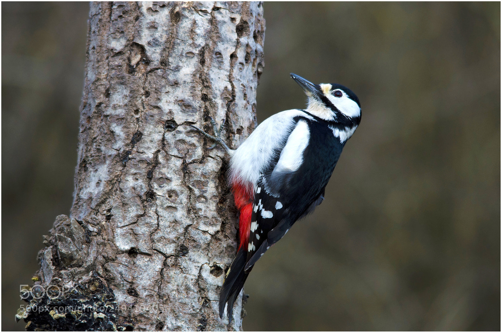 Nikon D7000 sample photo. Red woodpecker photography