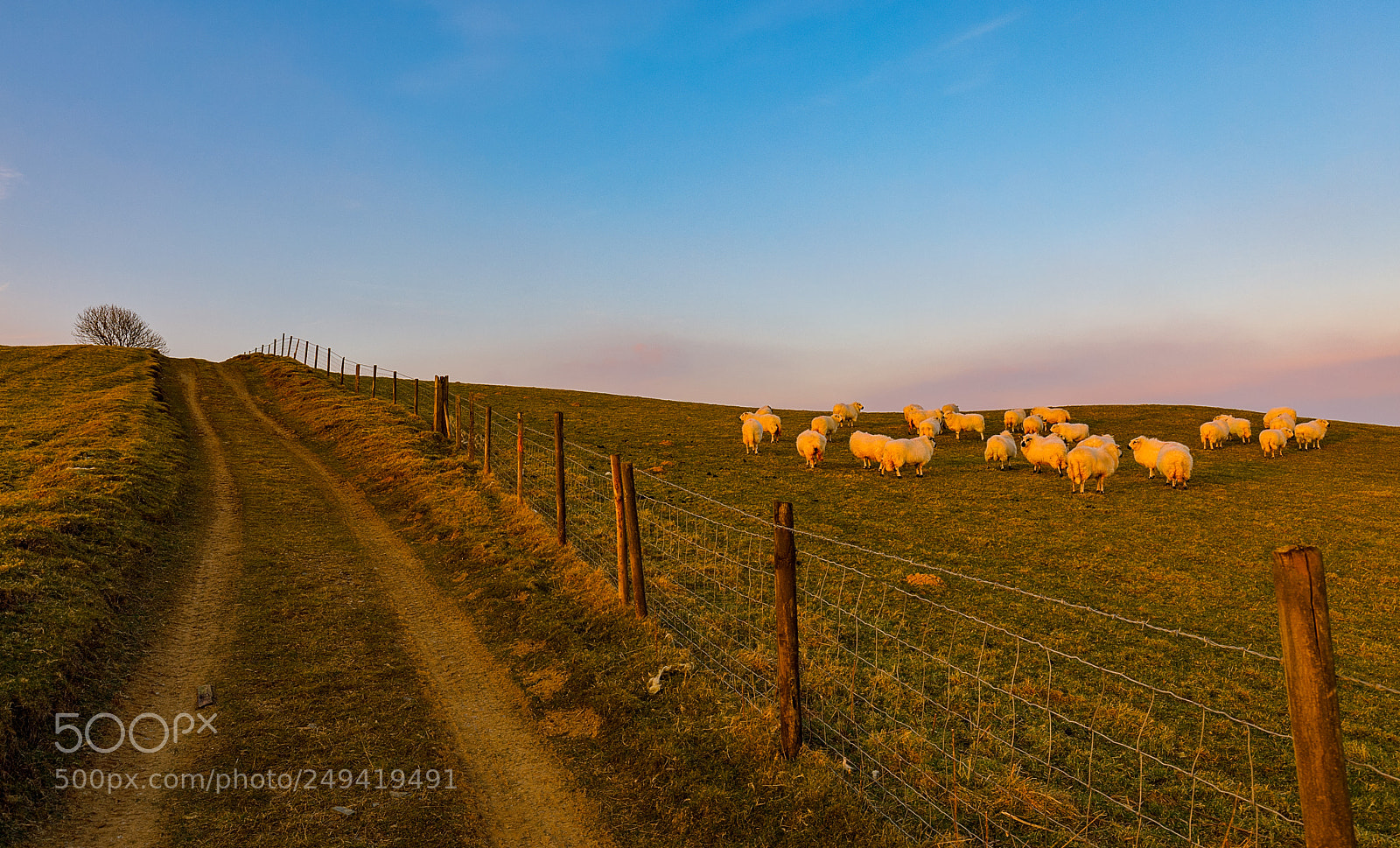 Canon EOS 5D Mark IV sample photo. Good morning to ewe photography