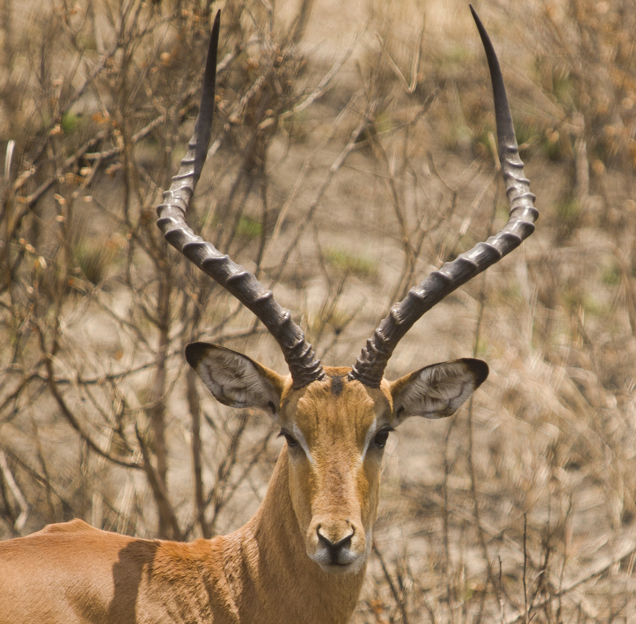 Olympus E-5 sample photo. Impala photography