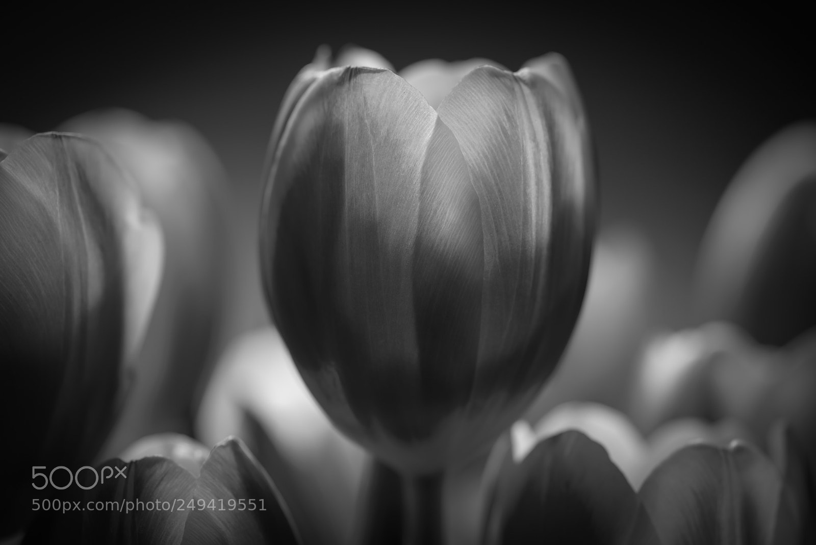 Nikon D610 sample photo. Tulip photography