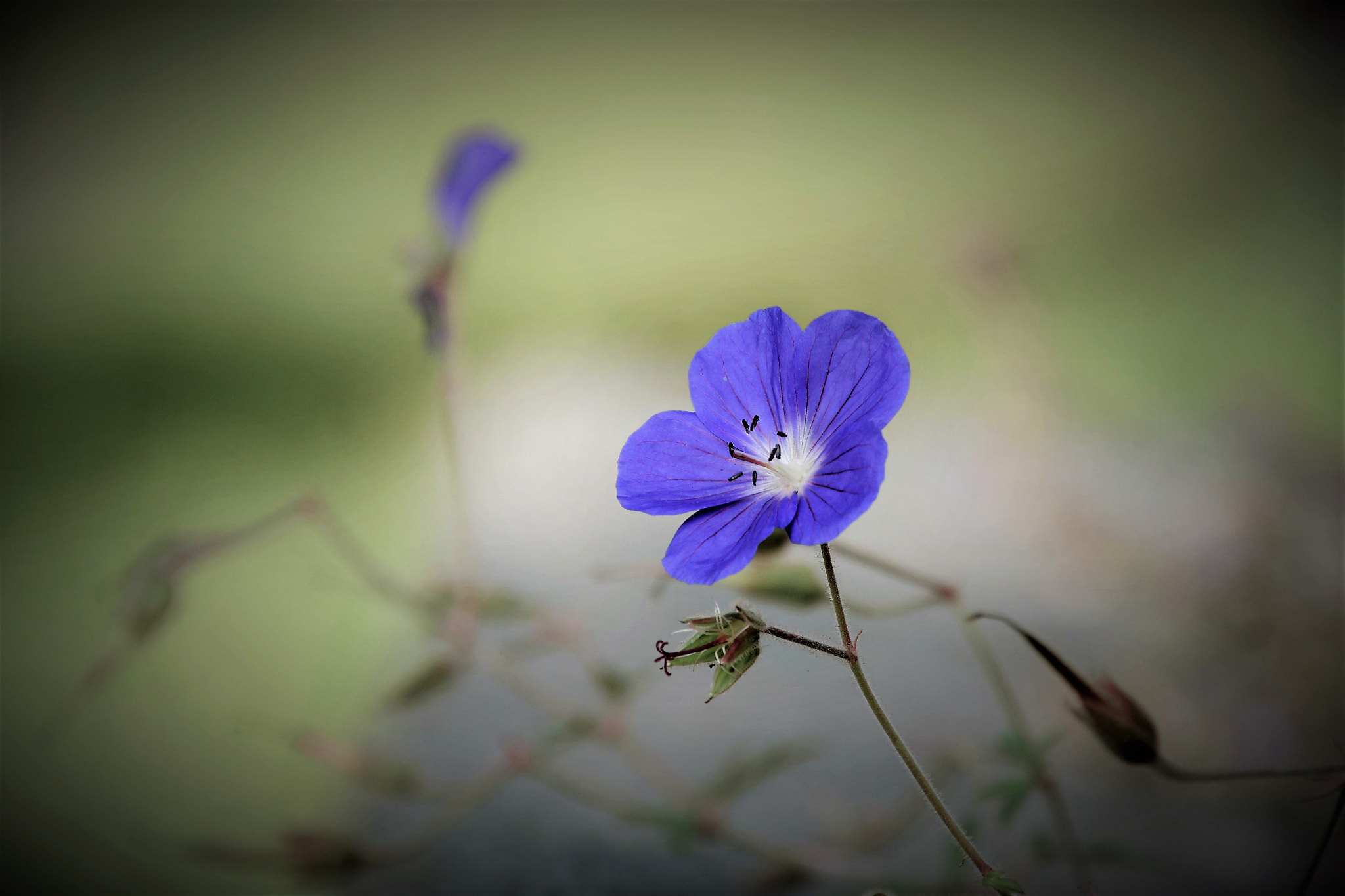 Nikon D500 sample photo. Lovely beauty photography