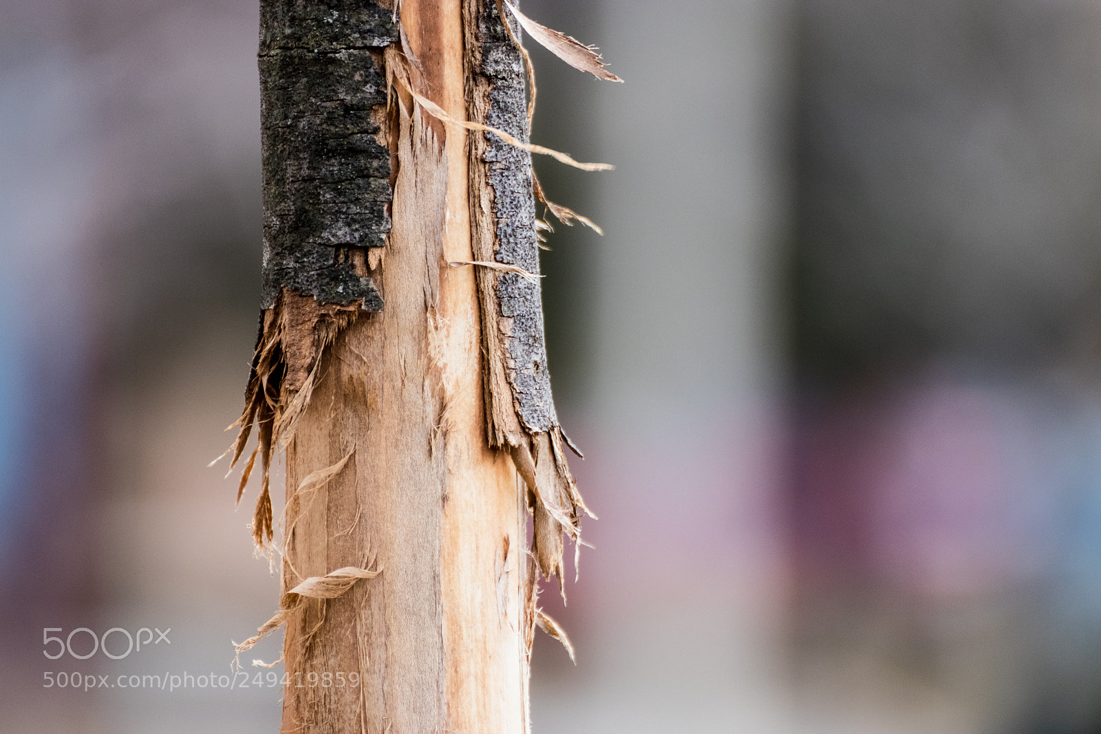 Canon EOS 80D sample photo. Peeling branch photography